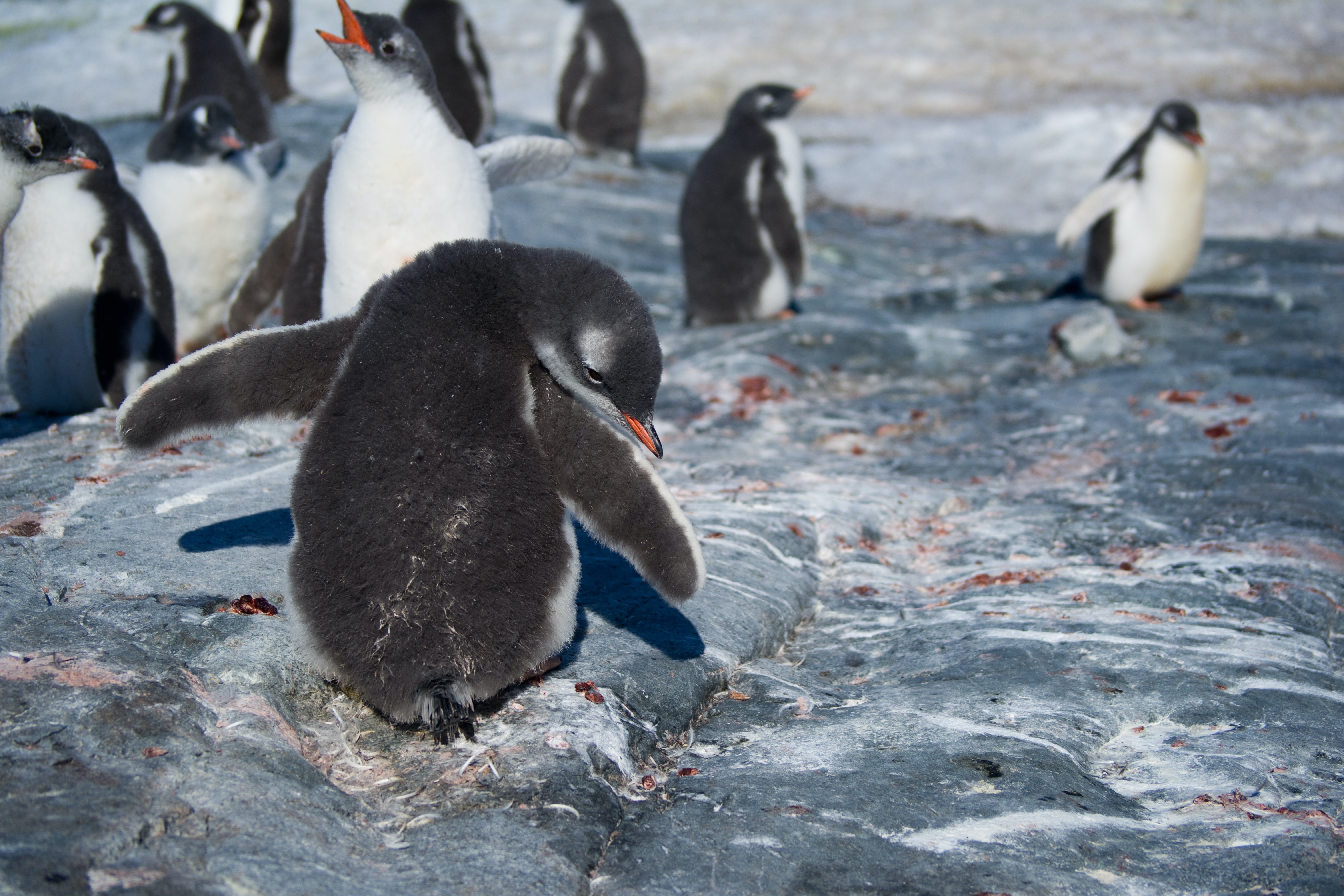 Значение пингвинов в природе. Пингвин картинка. Жилище пингвинов. Пингвин высиживает яйцо. Фото пьяного пингвина.