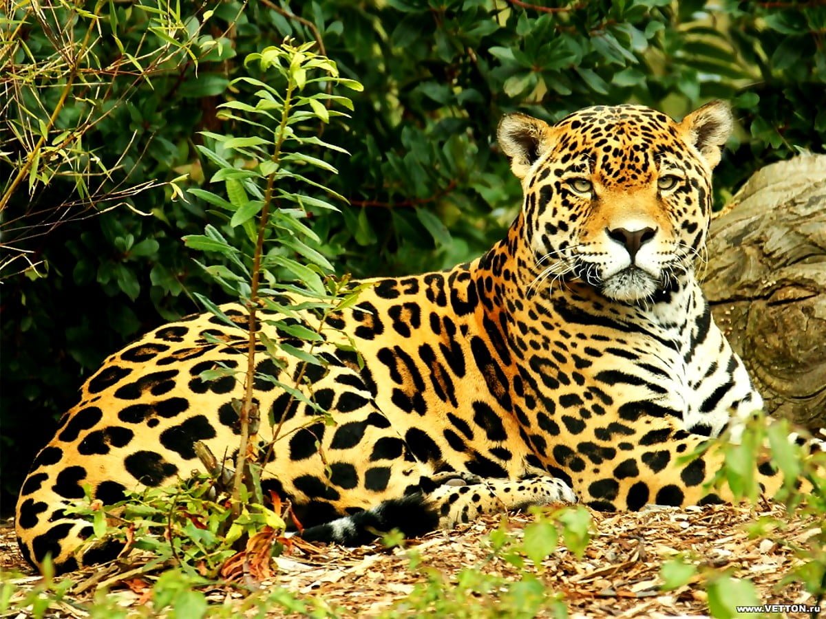 животные тропических лесов аргентины названия