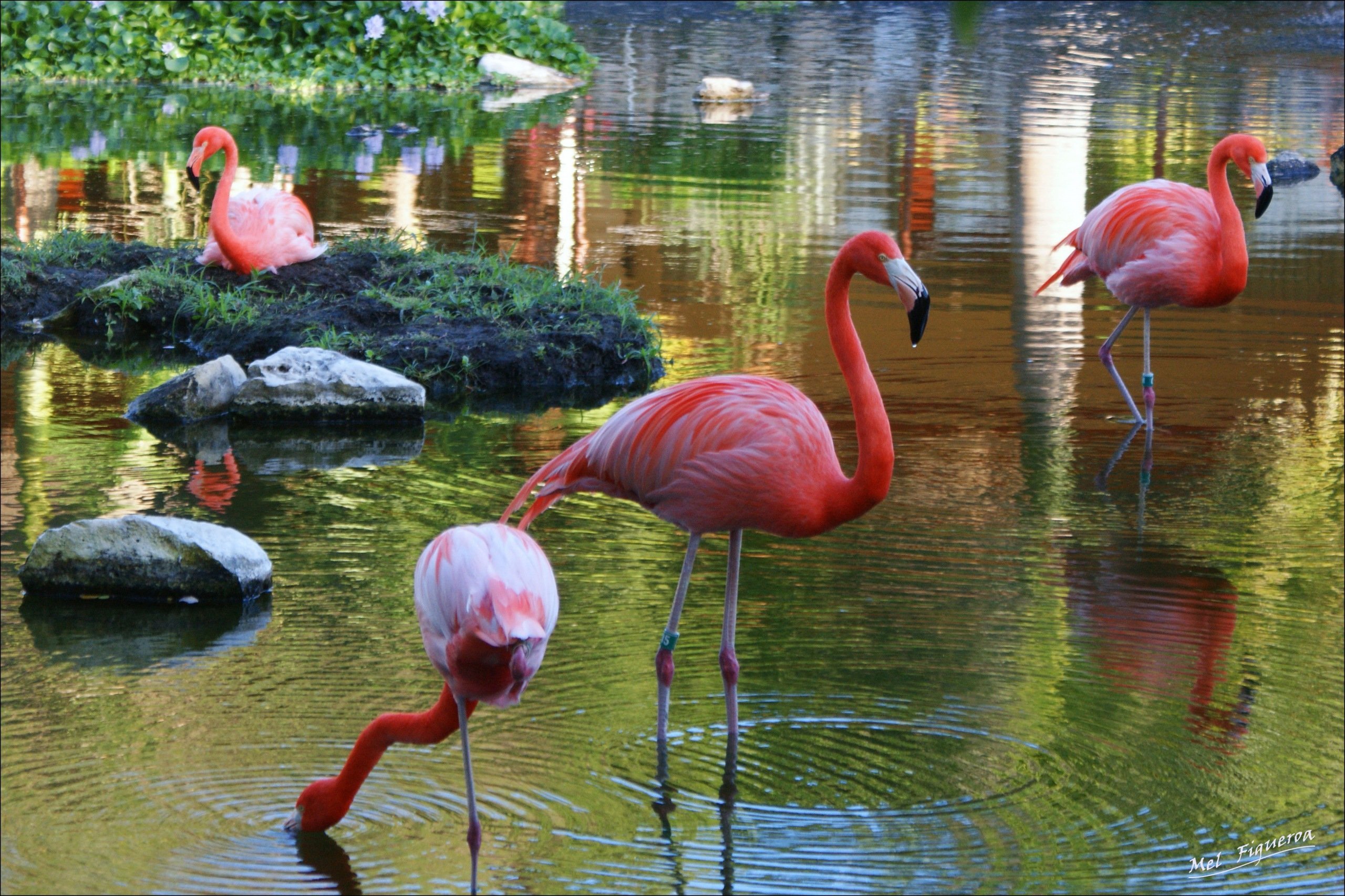 Животный мир мексики. Мексика-животный мир-Фламинго. Фауна Мексики. Анапа озеро с Фламинго.