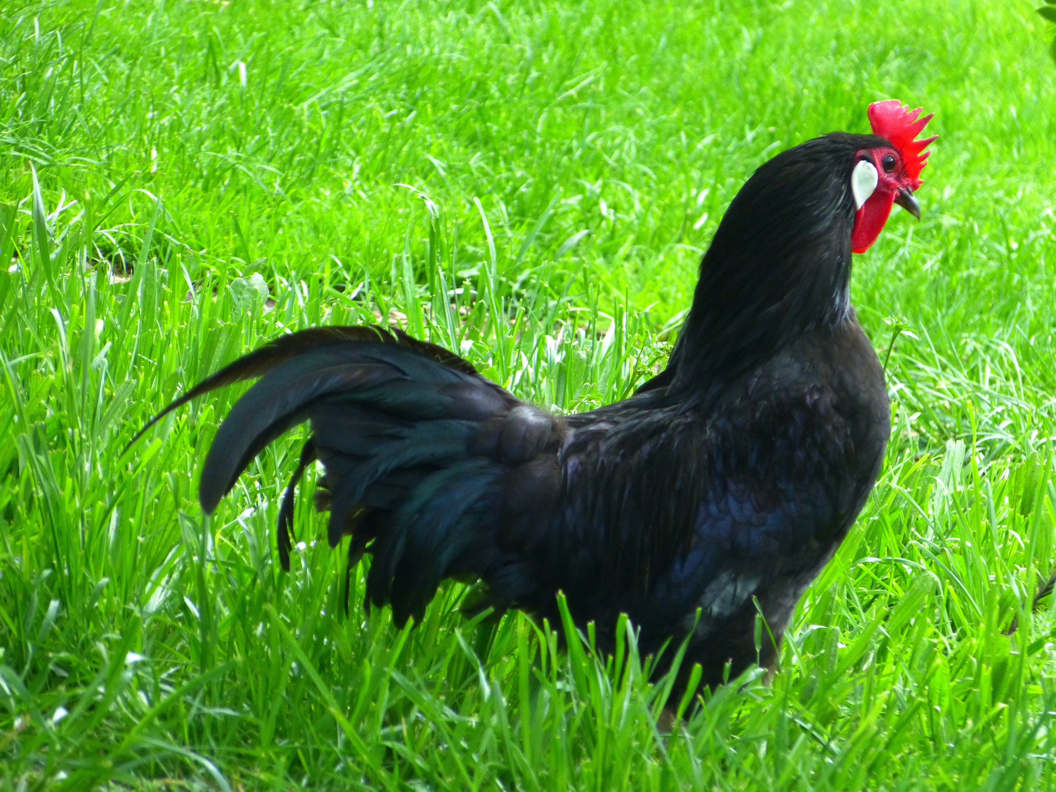 Курица с листовидным гребнем черным оперением. Австралорп. Австралорп черный. Маран (порода кур). Румынский австралорп.