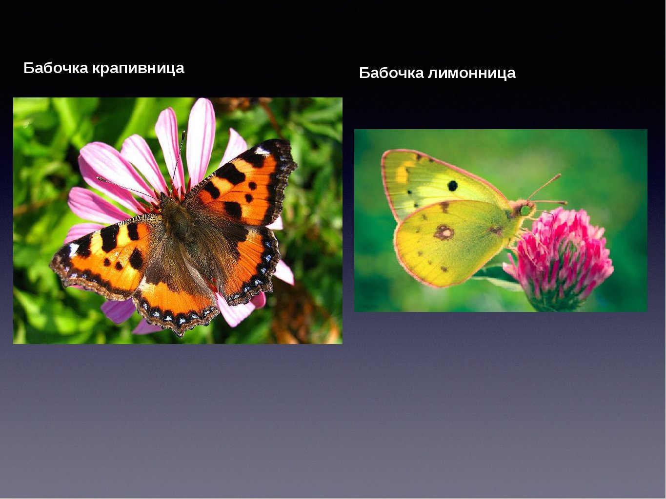 бабочка крапивница фото и описание для детей