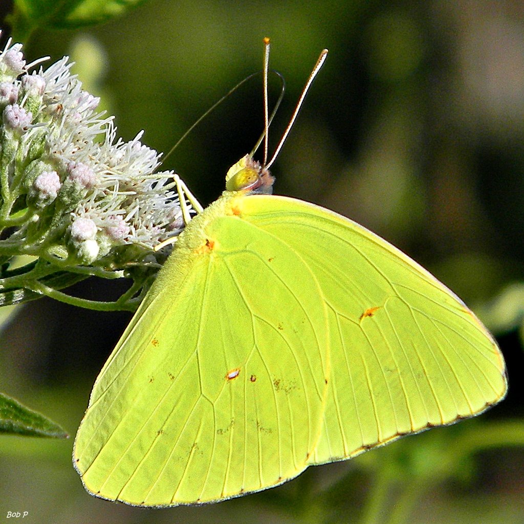 Желто зеленая бабочка. Бабочка капустница и лимонница. Лимонница крушинница. Бабочка лимонница. Лимонница бабочка лимонница.