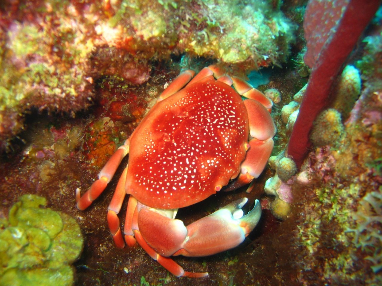 Губки моллюски. Краб ракообразные. Рифовый краб. Красный морской краб. Большой Барьерный риф ракообразные.
