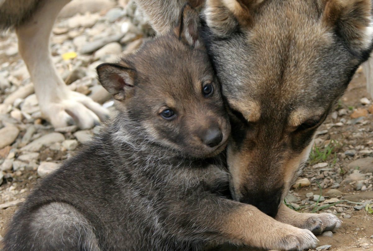 Волчица с щенками