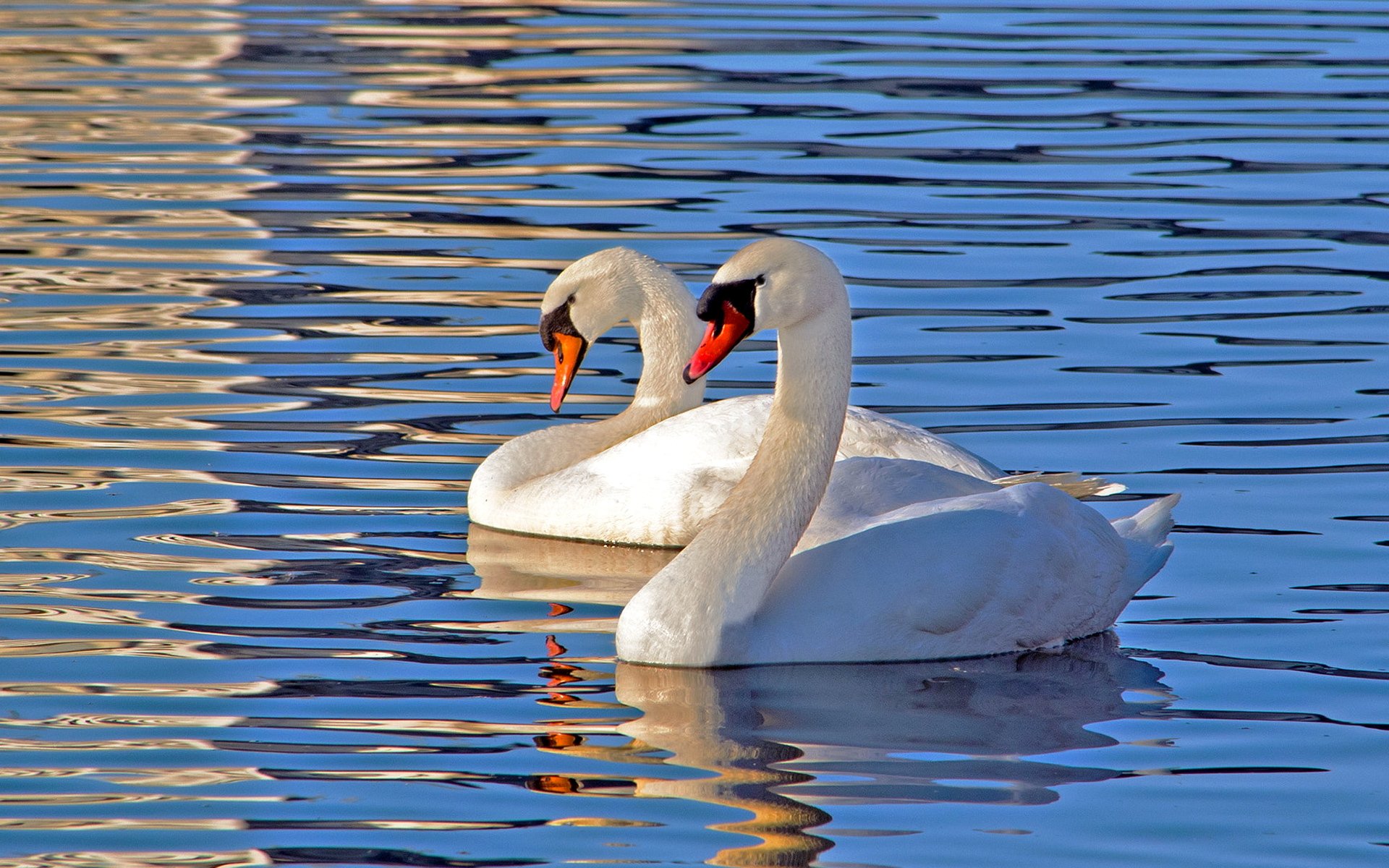 Красивые озера лебеди. Лебедь шипун. Лебедь шипун питание. Лебеди на озере. Лебеди (птицы).