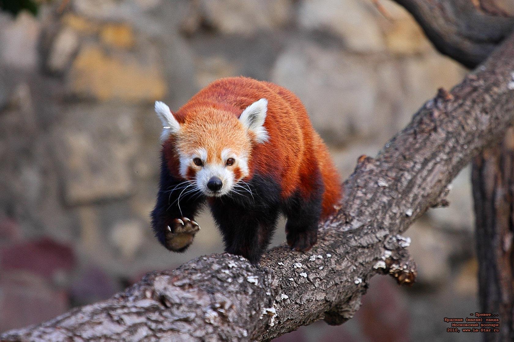 Млекопитающие красная Панда