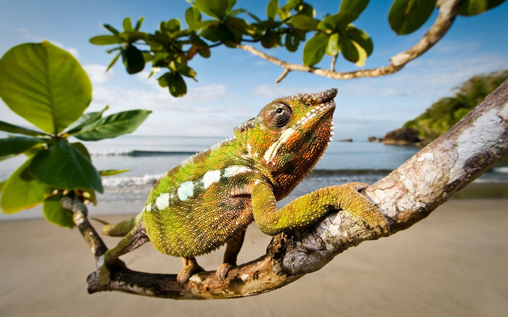 Хамелеон острова. Мадагаскар остров фауна. Остров Мадагаскар животные. Мадагаскарский хамелеон.