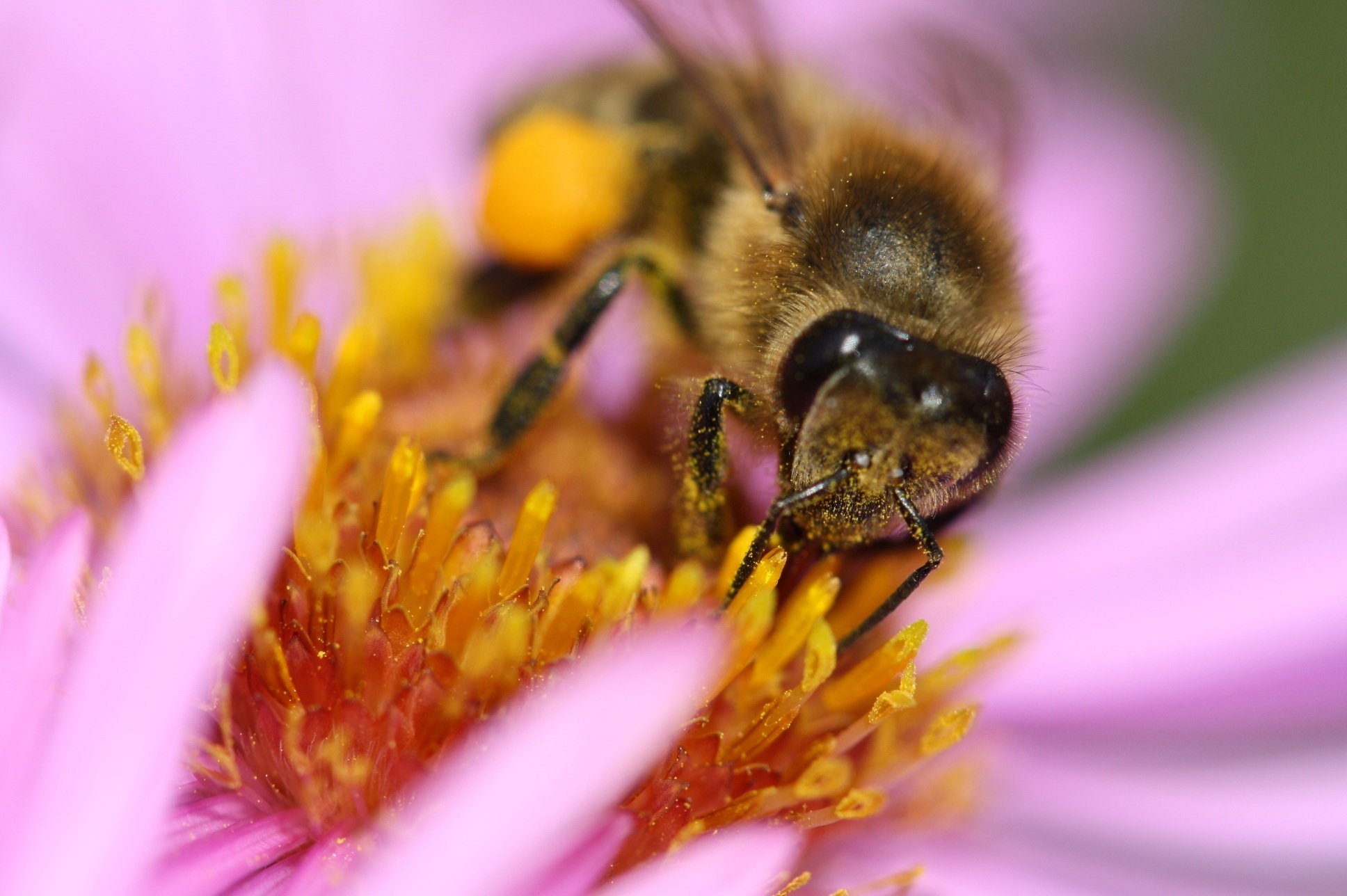 Нектар фото. Пчела с нектаром. Нектар цветка. Макросъемка пчелы с нектаром. Матка шмеля фото.