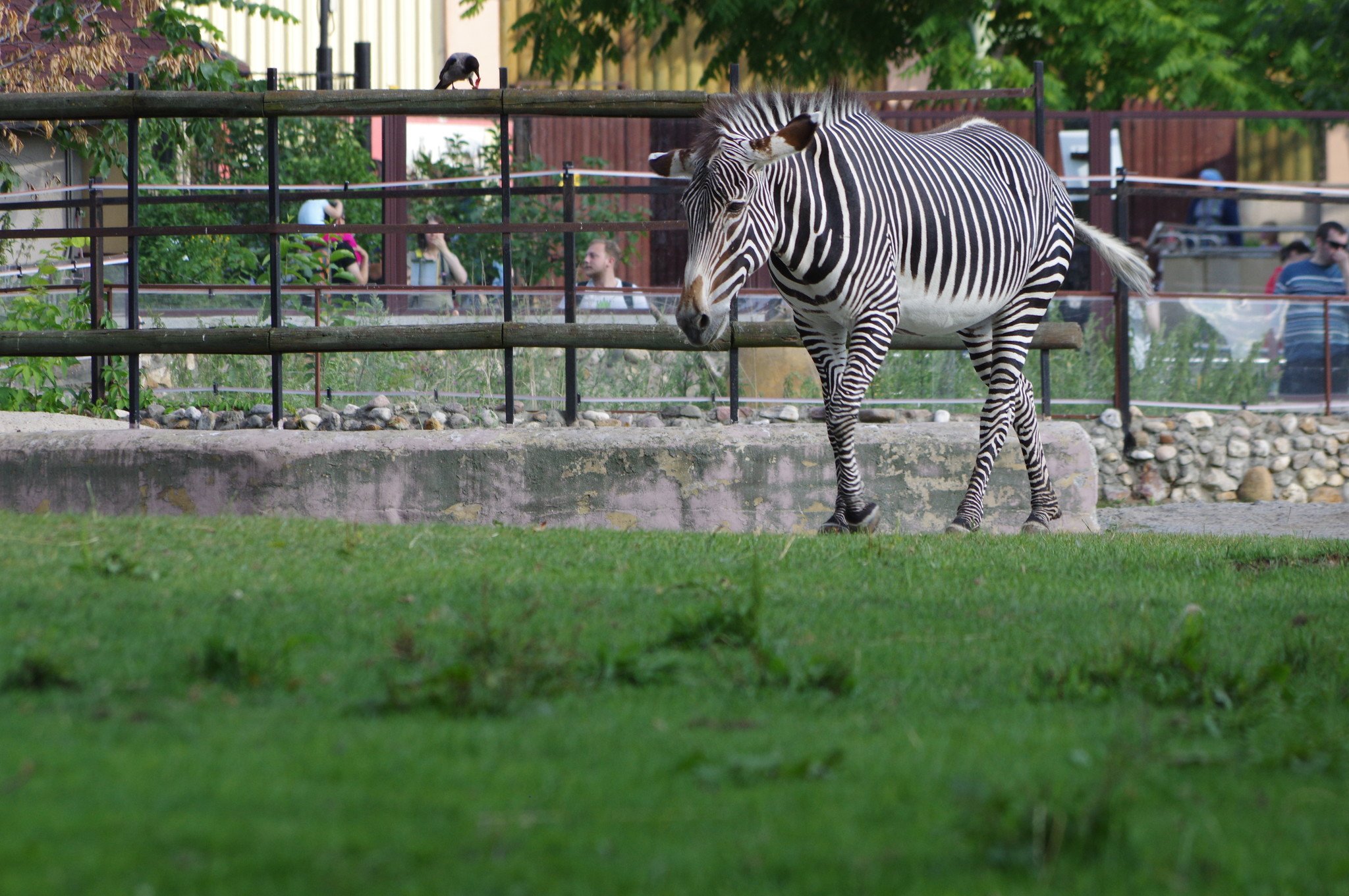 животные в московском зоопарке