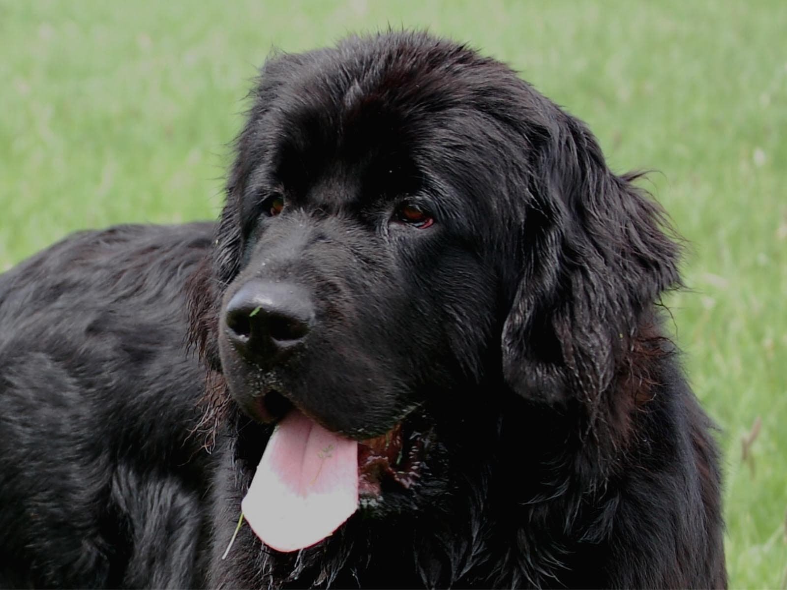 Собаки крупных пород черные. Ньюфаундленд. Ньюфаундленд собака. Ньюфаундленд (порода собак). Собака водолаз ньюфаундленд.