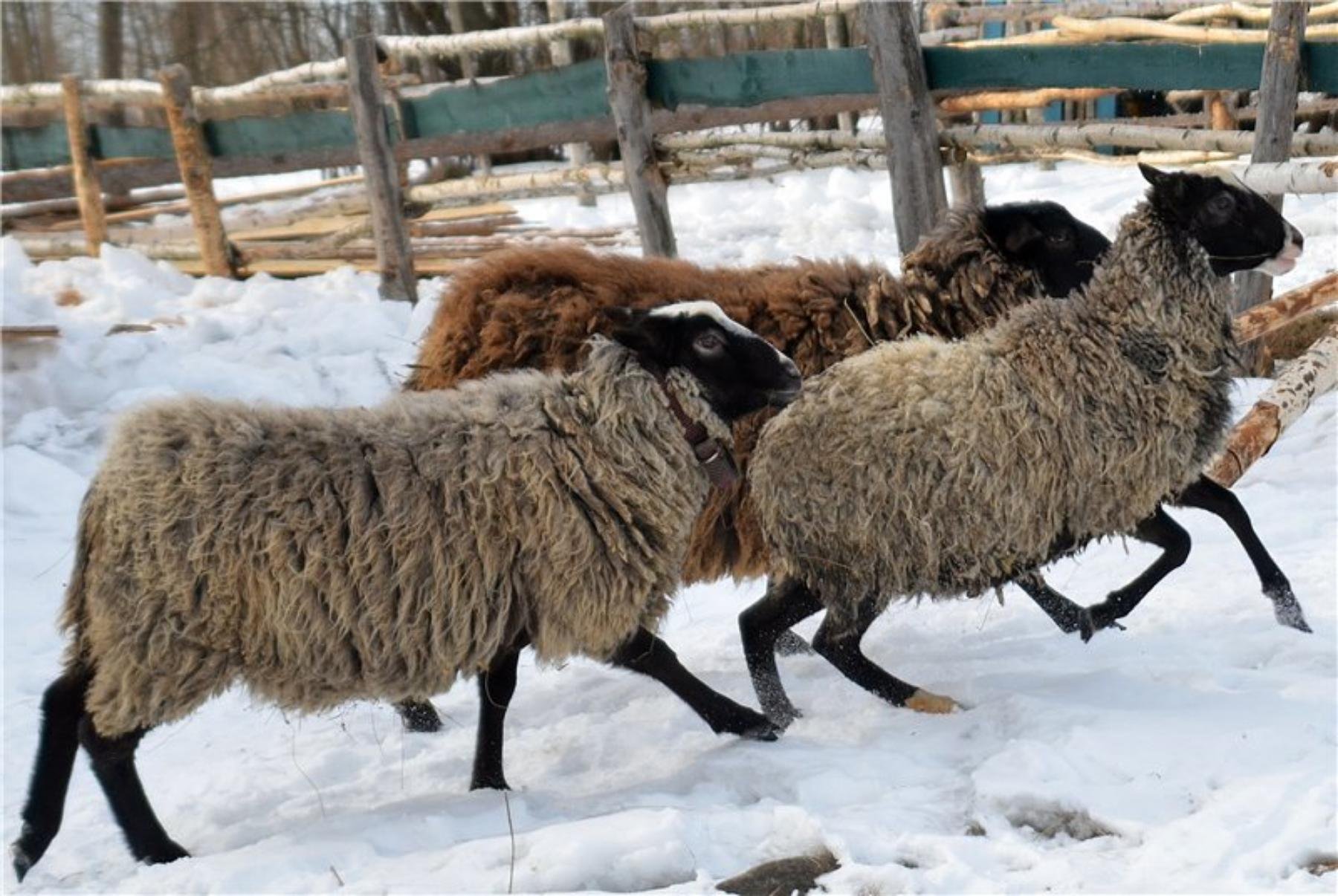 Романовская порода баранов. Овцеводство Романовская порода. Романовская порода породы овец. Романовская овца баран.