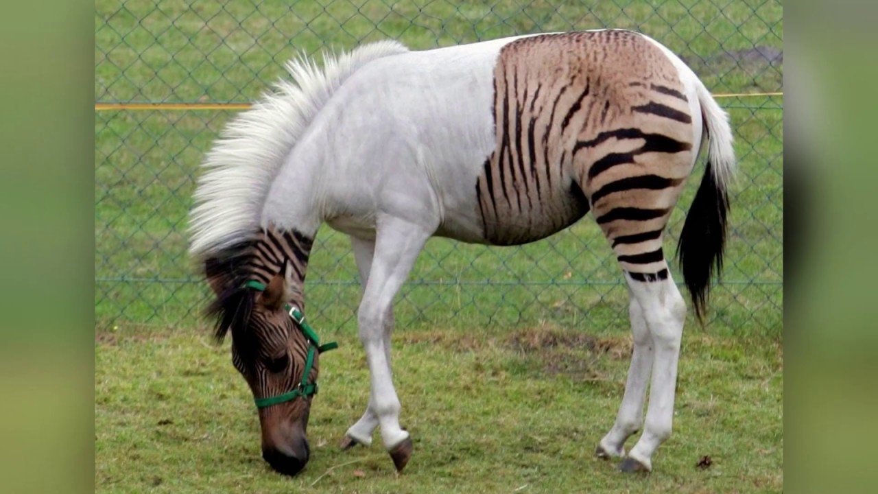 У животных порода у растений. Зеброид гибрид зебры и лошади. Зорс гибрид. Зеброид альбинос. Зони гибрид зебры и пони.