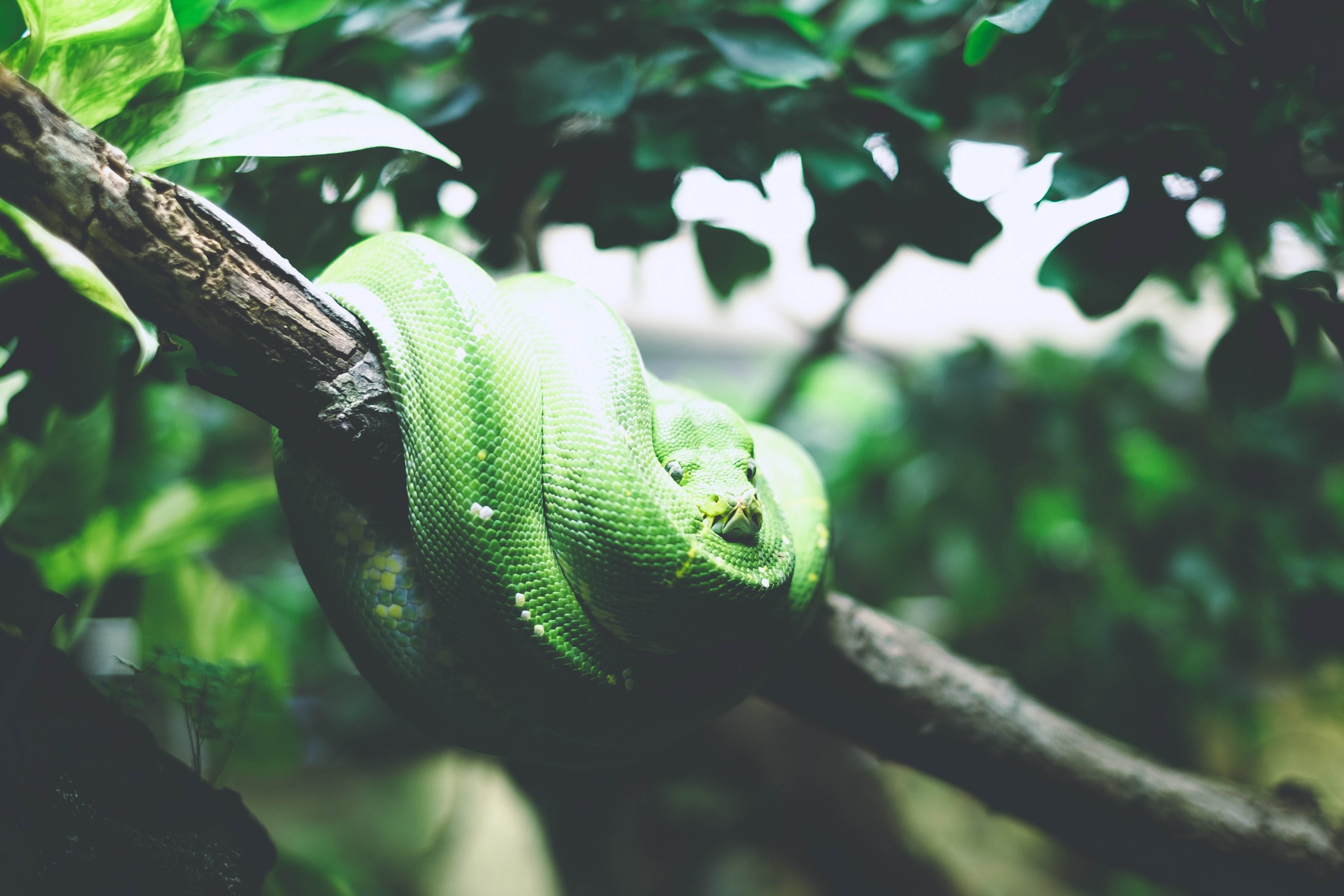 Удав тропической. Цепкохвостый ботропс Шлегеля. Ботропс змея зелёная. Яванская бородавчатая змея. Питон тропического леса.