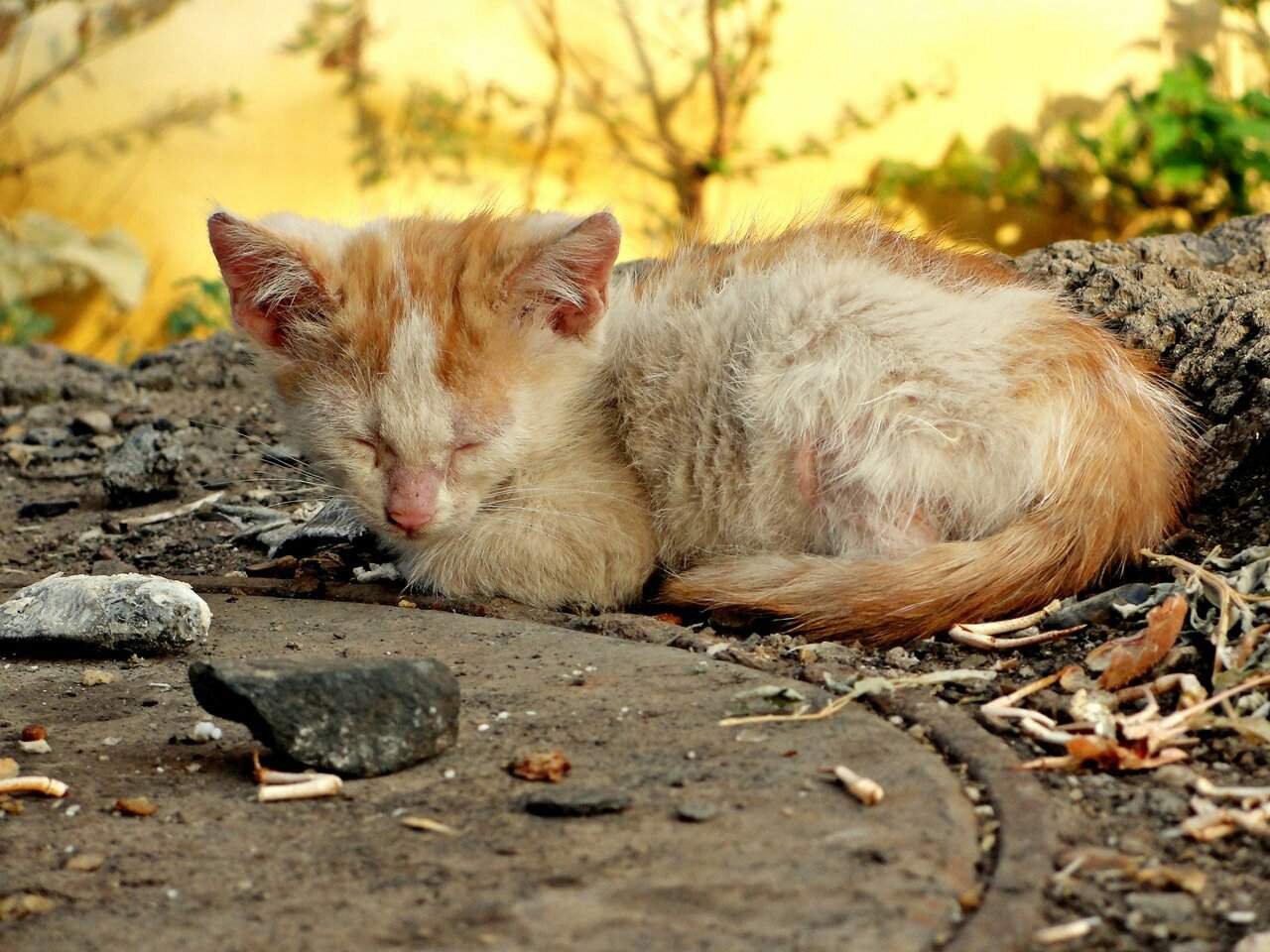 Страдающий кот. Бездомные котята. Бездомный кот. Брошенный котенок. Бедные котята.