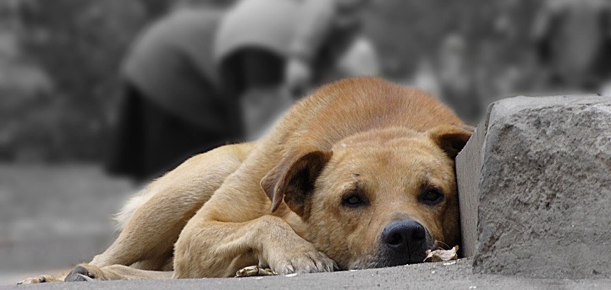 Очень грустное видео. Бездомные животные. Бездомные собаки. Бродячие собаки. Брошенный пес.