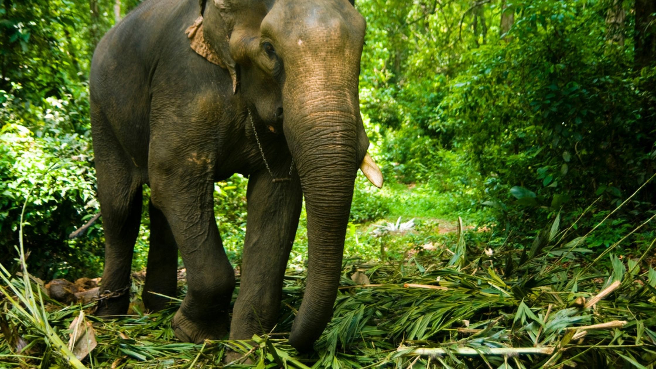 Индийские слоны живут. Тропические леса Индии слоны. Африканский саванный слон. Индийский слон тропического леса. Африканский Лесной слон.