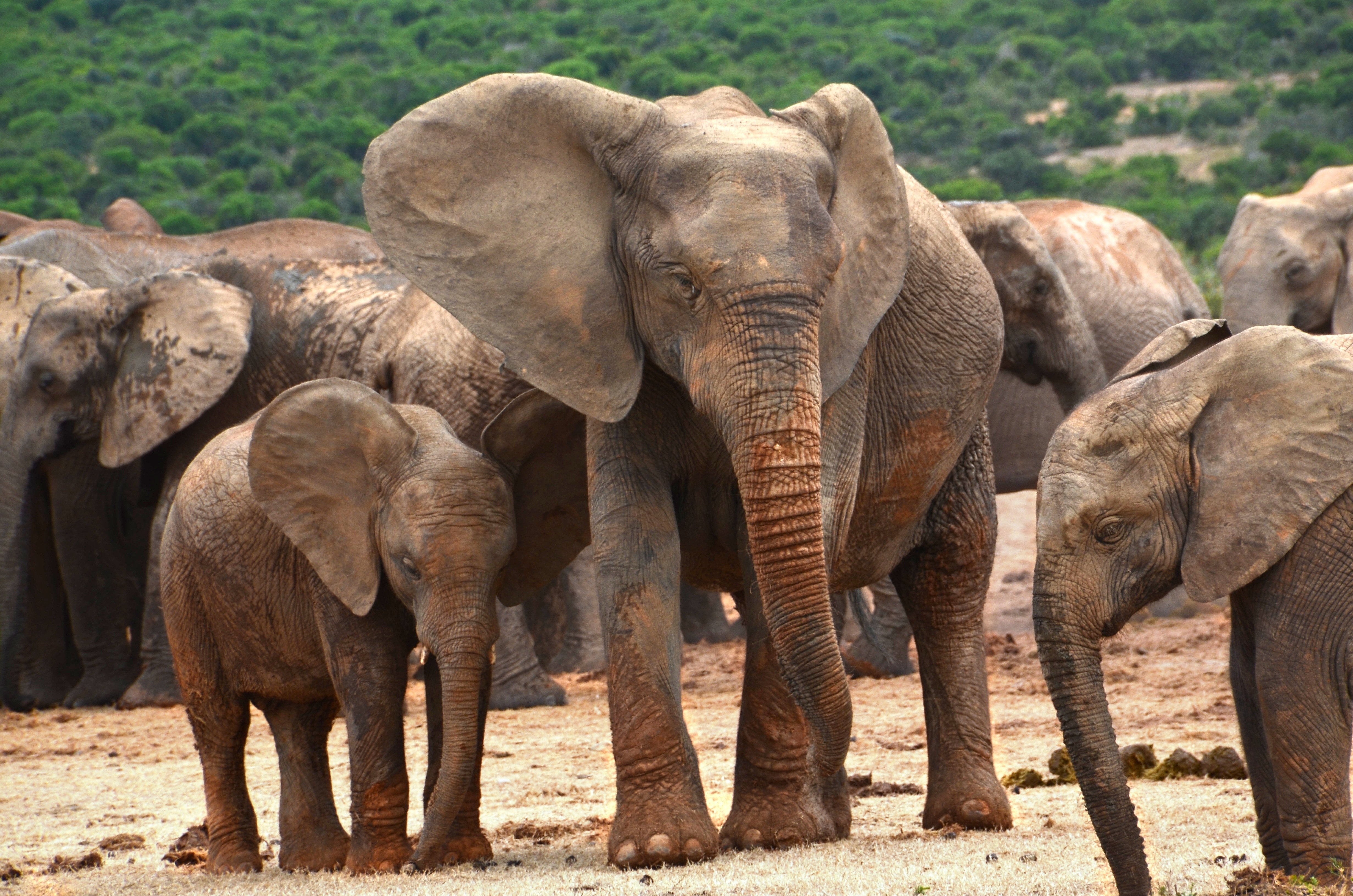 Крупнейших млекопитающих на земле. Хоботные Африканский слон. Отряд хоботные Африканский слон. Хоботные индийский слон. Африканский саванный слон.