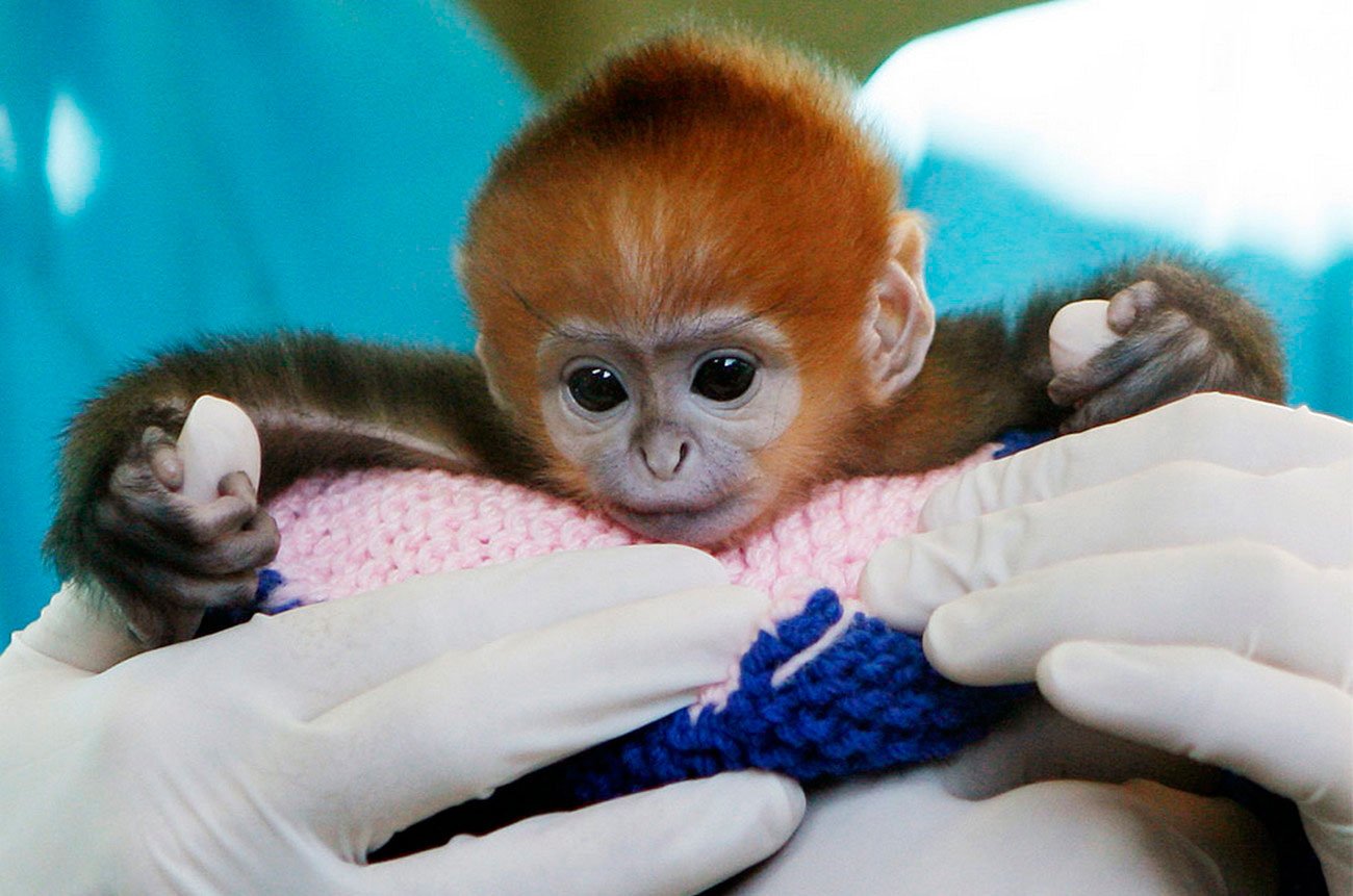 Самого маленького зверя. Маленькие обезьянки. Красивая обезьяна. Самая милая обезьянка в мире. Самые милые животные.