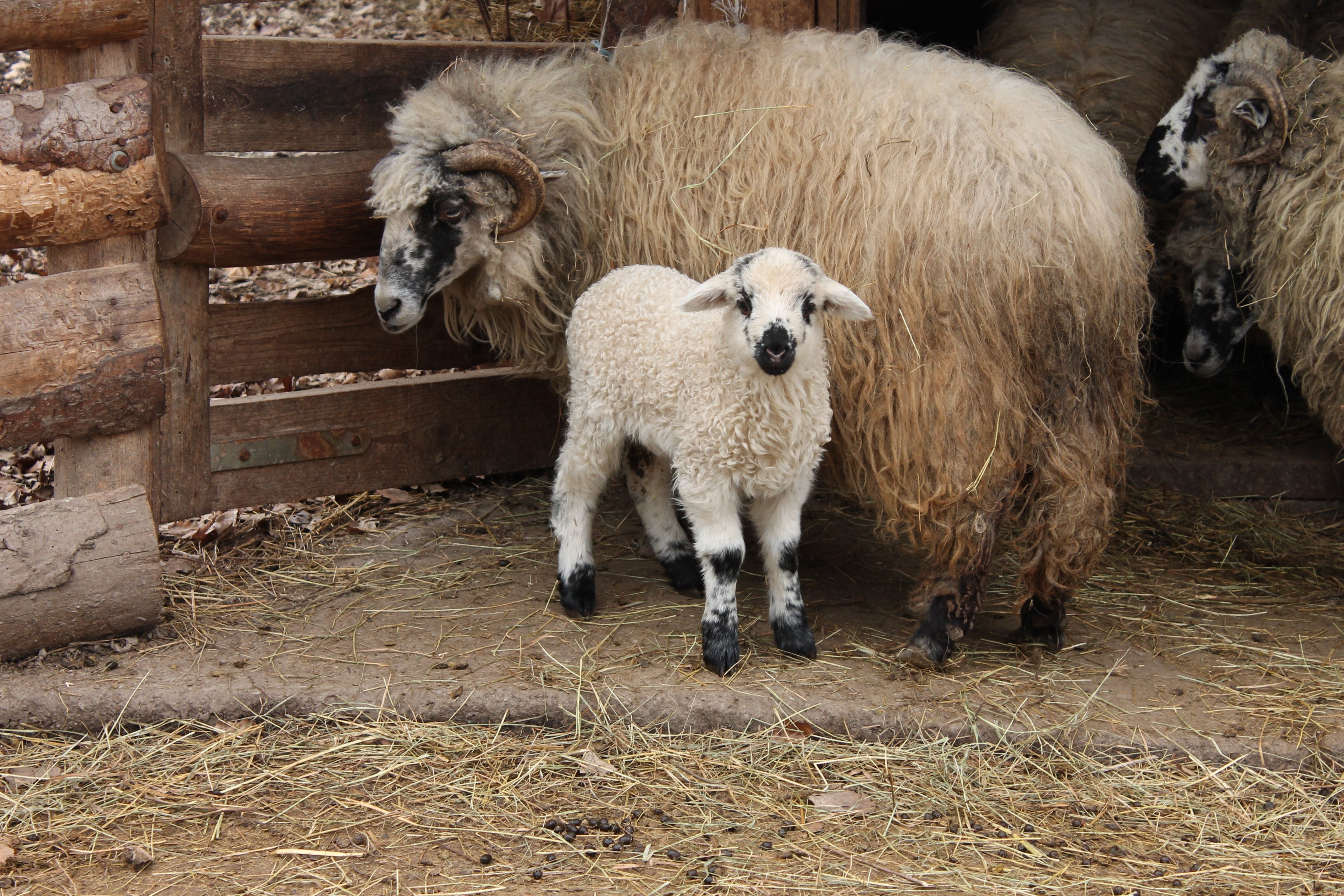 Ягнята 2 месяца. Овцеводство ферма. Овца с ягненком. Ферма овец. Загон для овец.