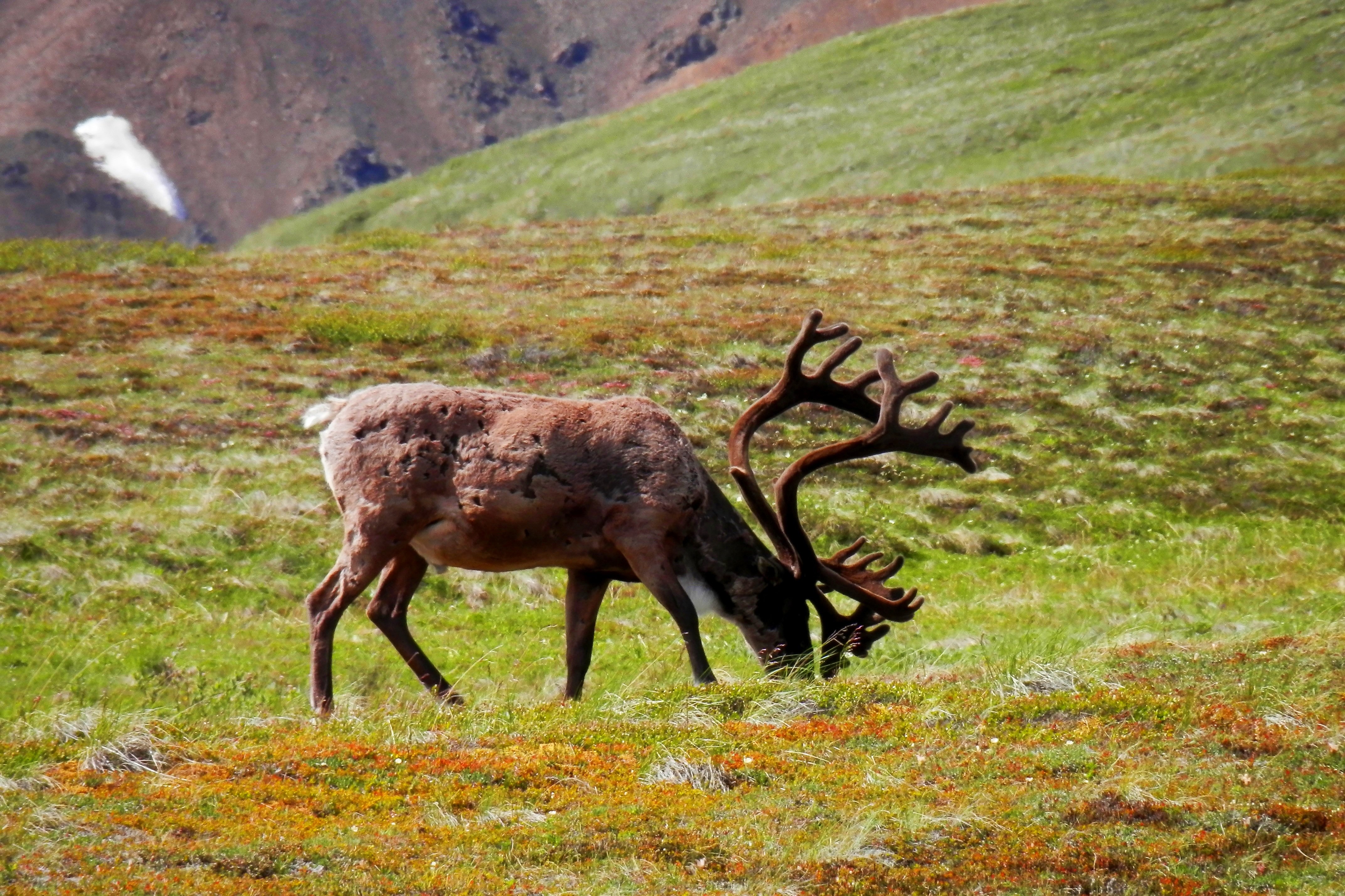 Растительный и животный мир тундры и степи. Национальный парк Денали Аляска Дикая природа. Дикий Северный олень в тундре. Северный олень в тундре. Заказник Олений перевал Хакасия.