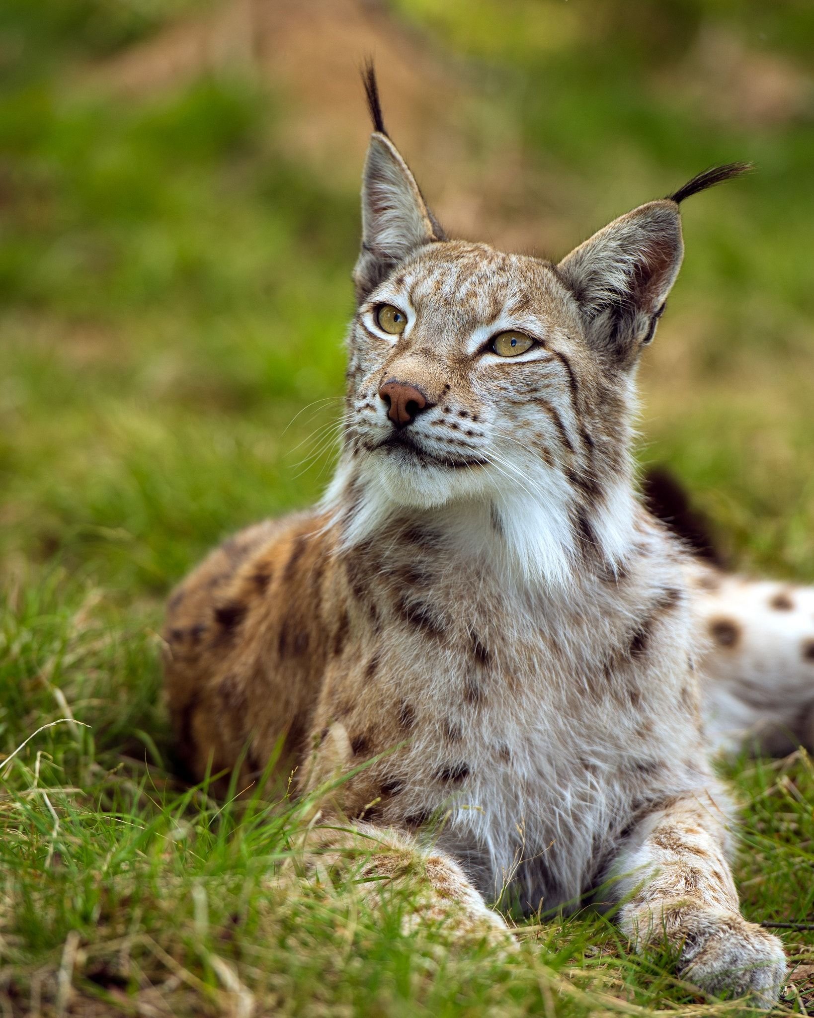 Lynx's. Обыкновенная Рысь Lynx Lynx. Гималайская Рысь. Рысь Рысиха рысенок. Обыкновенная (Евразийская) Рысь.