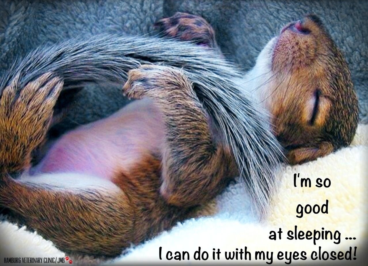 фото спящих животных смешные