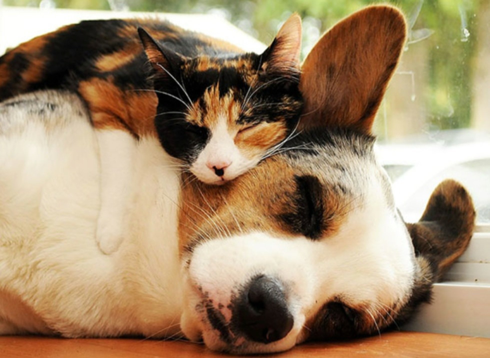 Милые картинки. Спящие животные. Кошки и собаки. Милые спящие животные. Милые собачки и кошечки.
