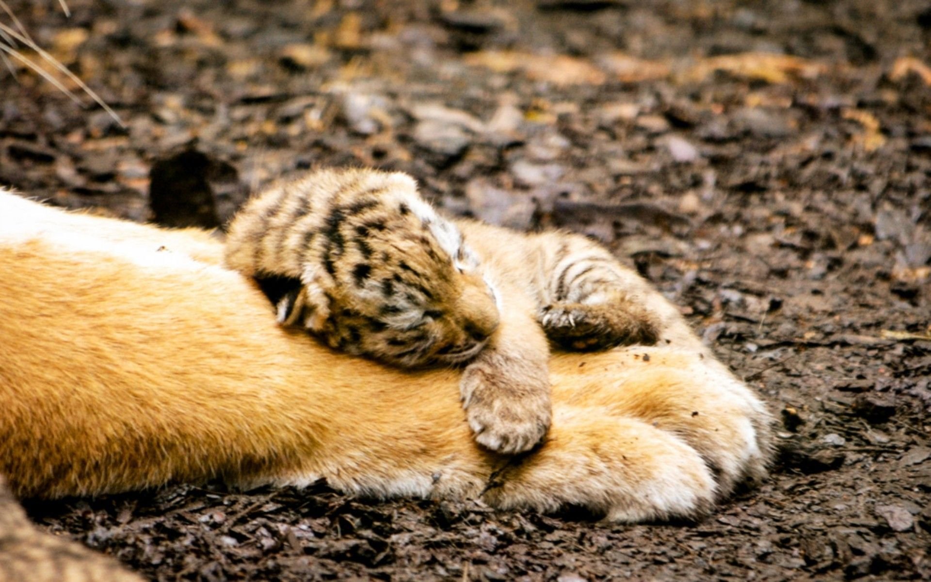 Милые спящие животные