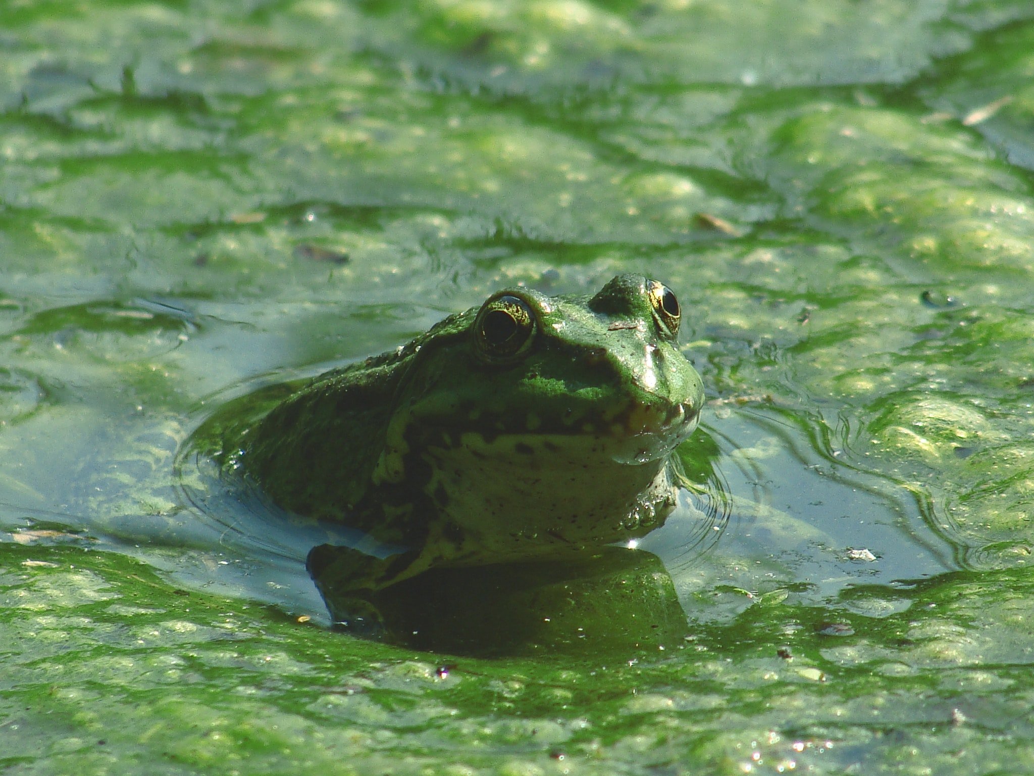 Водяной в болоте. Головастик Озерной лягушки. Головастик Болотной лягушки. Лягушка Озерная и Прудовая. Гвианская водяная жаба.