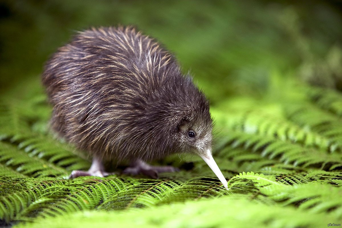 Животные новой Зеландии