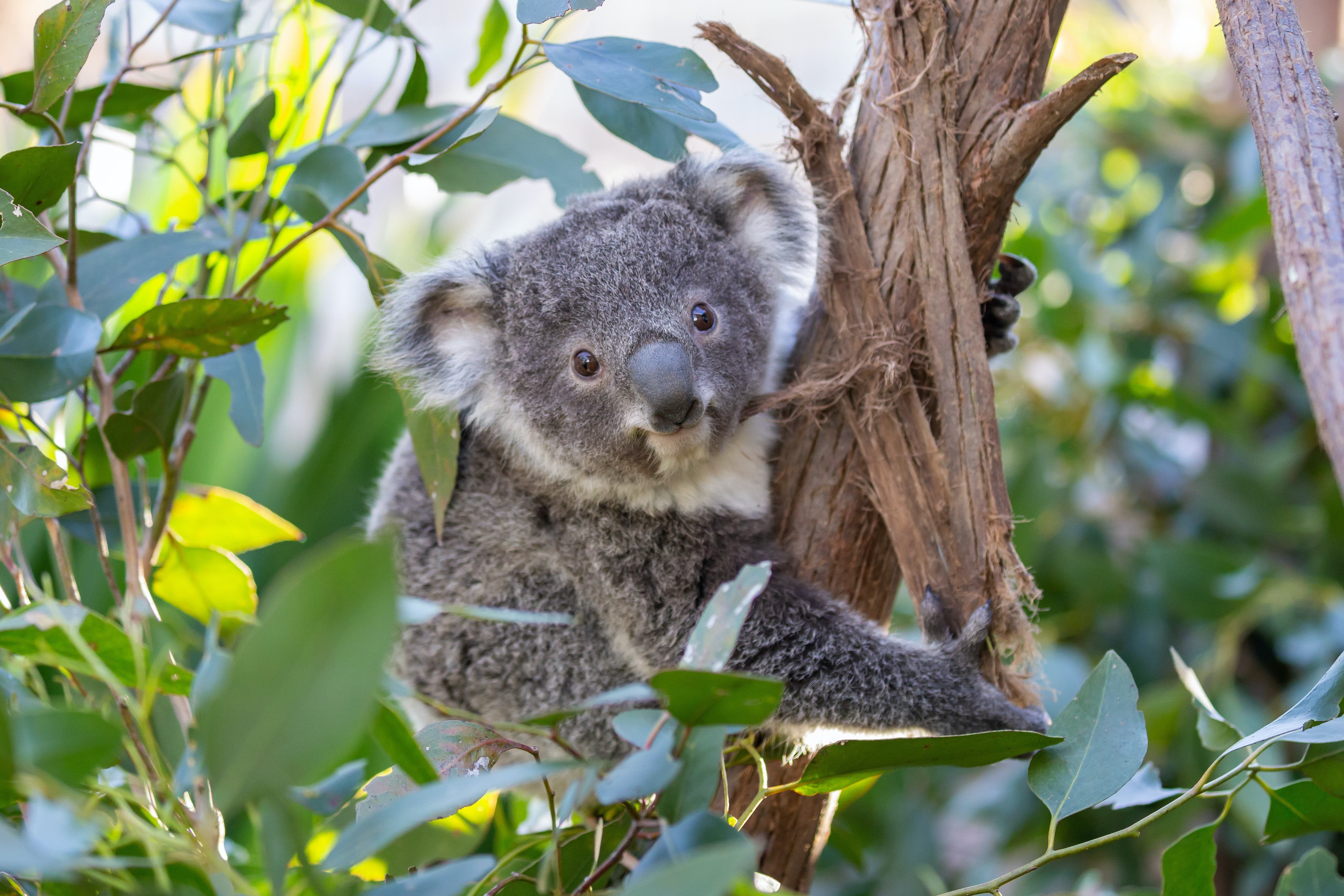 Local wildlife. Животные Австралии. Австралия животные и растения. Редкие животные Австралии. Древесный кенгуру.