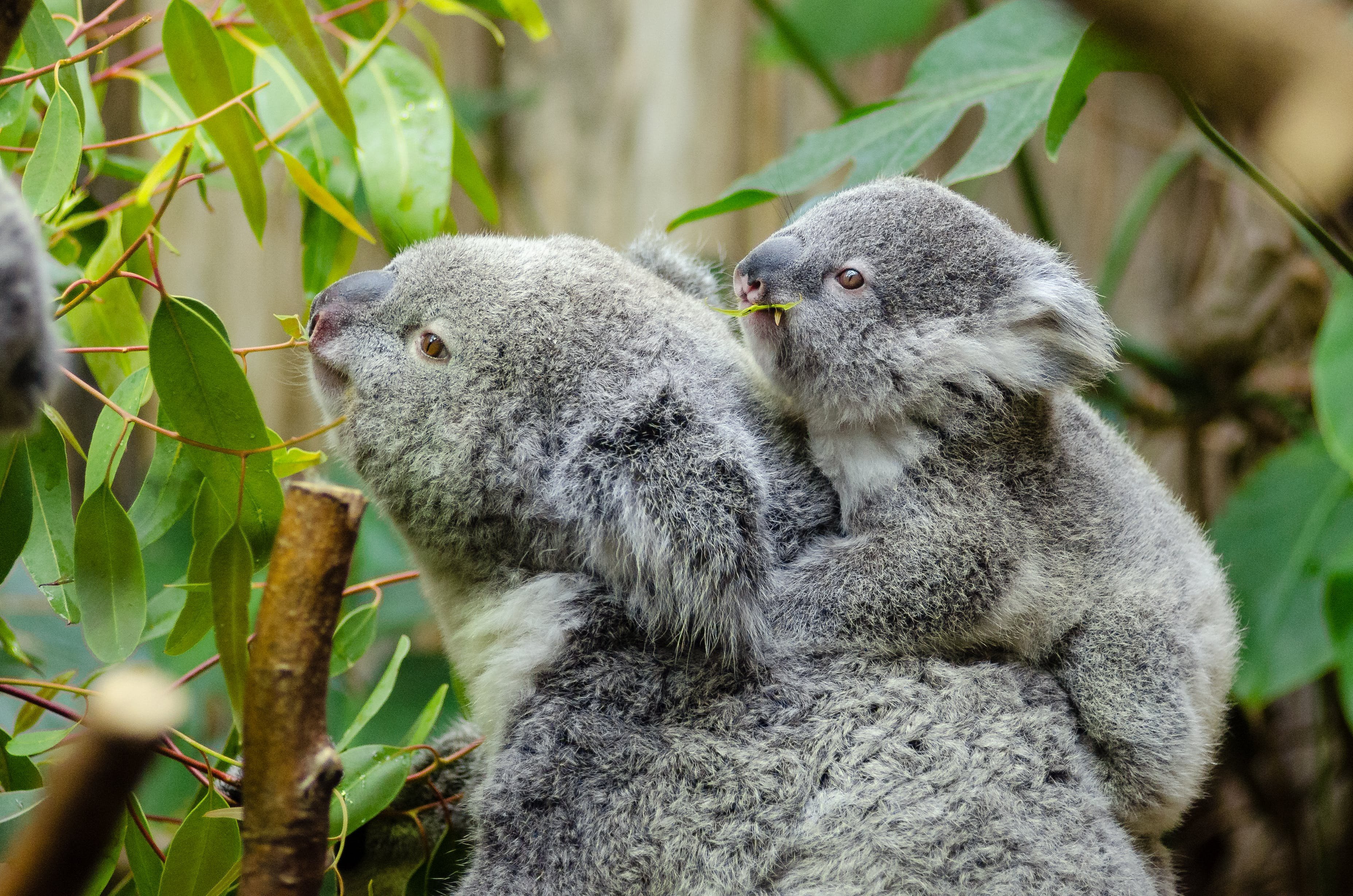 Едят ли коалы. Коала в Австралии. Сумчатый медведь коала Австралия. Коала и Ленивец. Коала на эвкалипте.