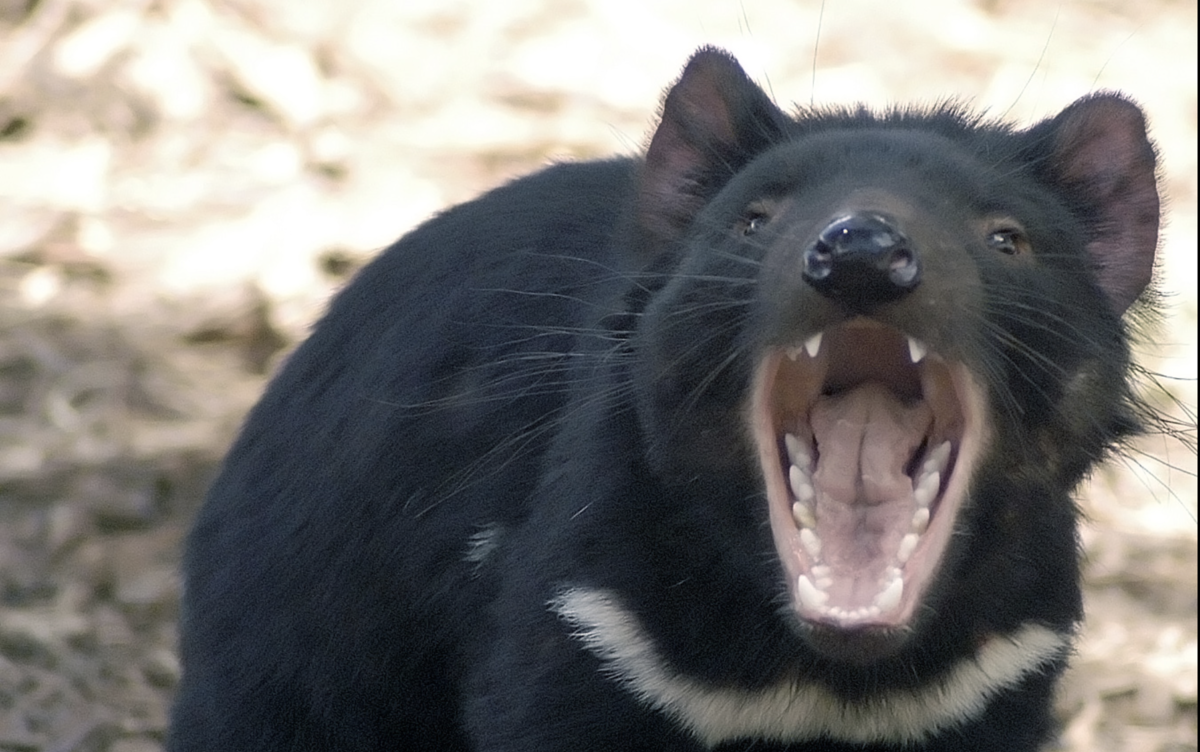 Кто спас зверей от страшного. Тасманский дьявол в Австралии. Сумчатый дьявол в Австралии. Тасманийский дьявол медоед. Тасманский дьявол альбинос.