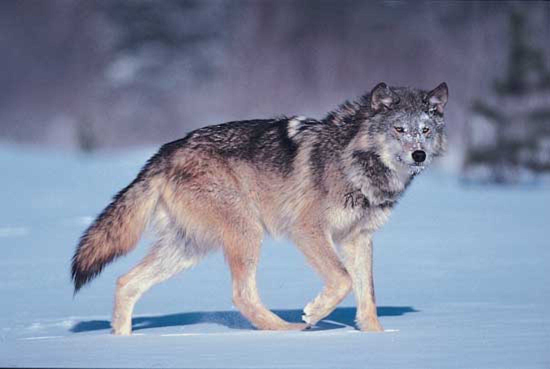 Пятнистый волк