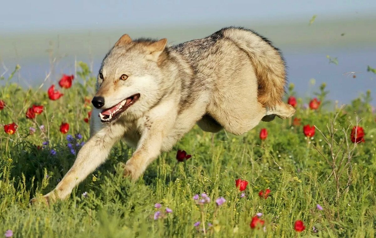 Животные степи Степной волк