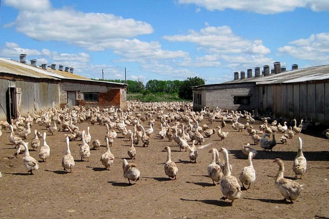 Разводить гусей кур