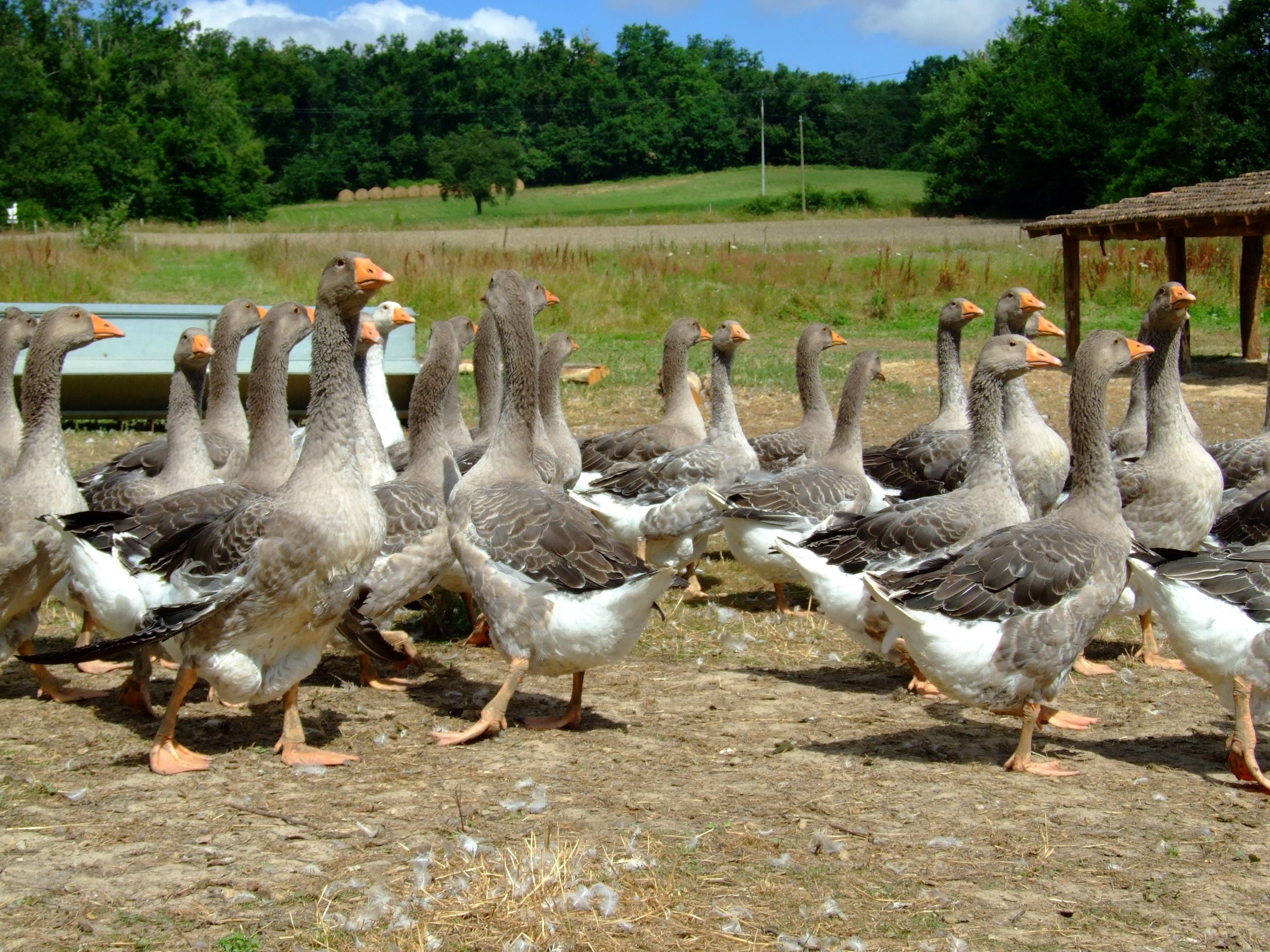 Разводить гусей кур