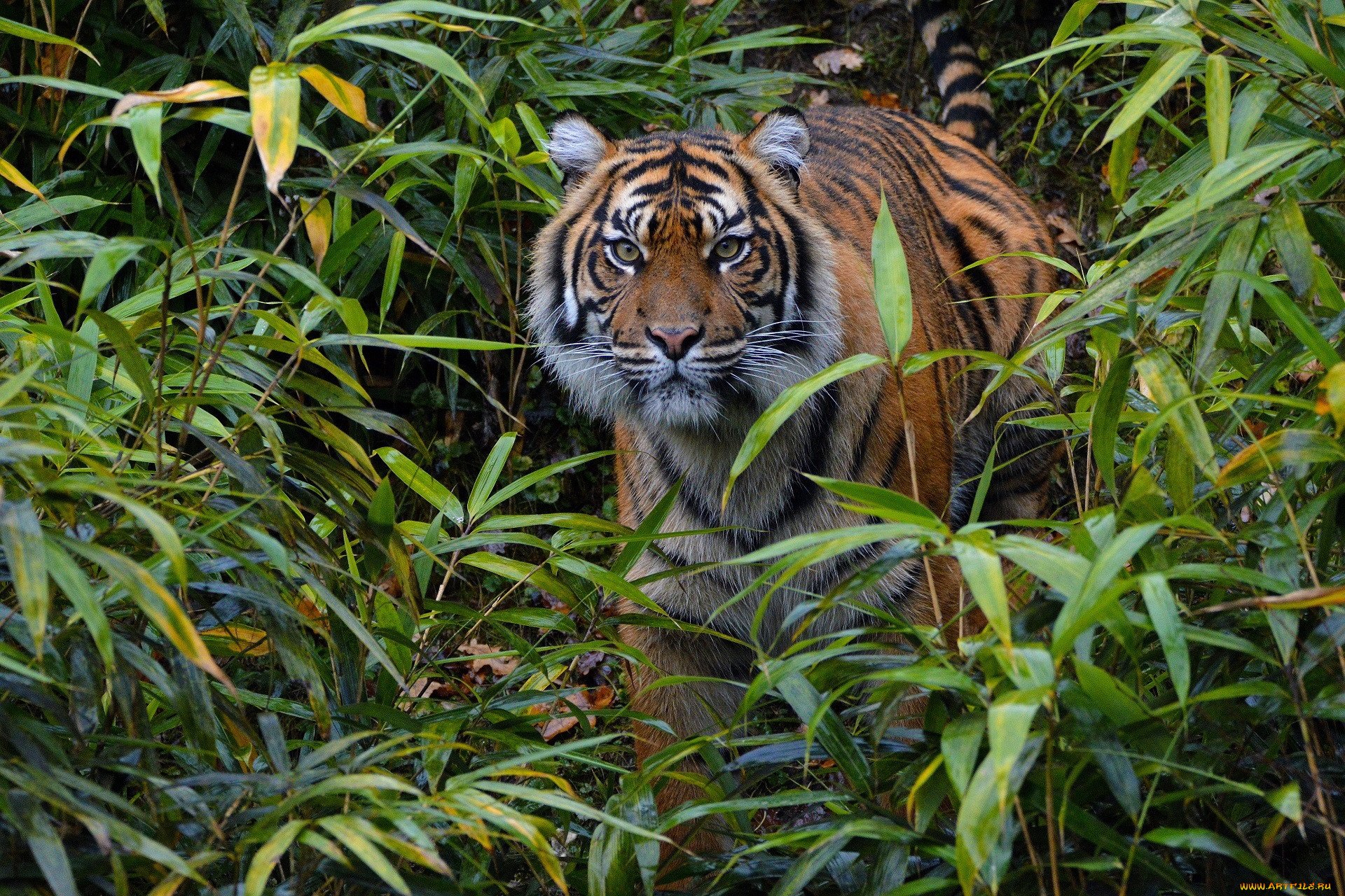Jungle tiger. Суматранский тигр. Суматранский тигр и Амурский тигр. Суматранский Амурский бенгальский тигр. Суматранский тигр охота.