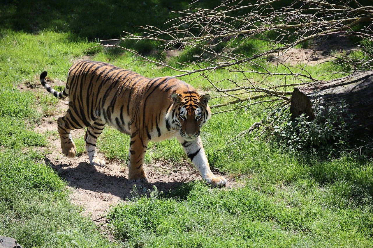 Animals in danger at present. Тигр на дереве. Амурский тигр на дереве. Опасные животные тигр. Опасный тигр.