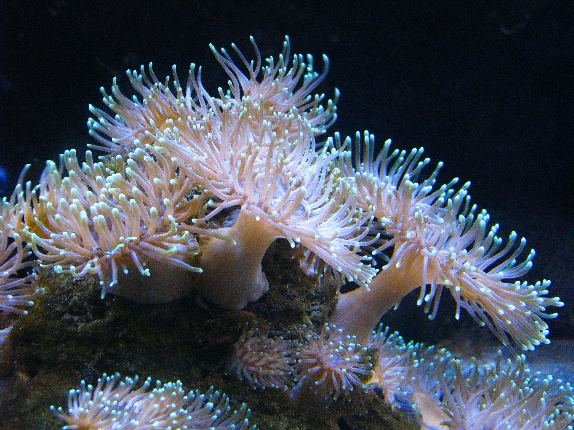 Разнообразие живых организмов в океане. Коралловые полипы актинии. Актиния Кишечнополостные. Коралловые полипы Кишечнополостные. Актинии морские анемоны.
