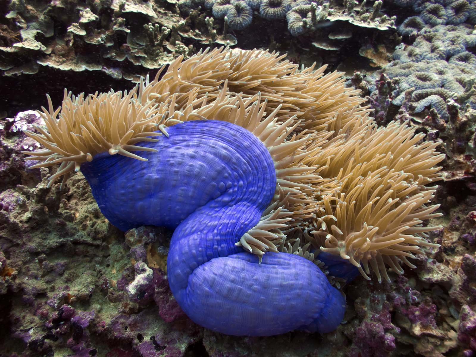 Морские обитатели синего цвета
