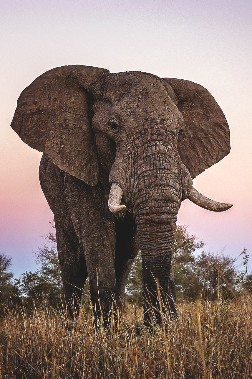 Самое крупное животное африки. Саванный слон. Саванновый Африканский слон. Африканский кустарниковый слон. Африканский Элефант слон.