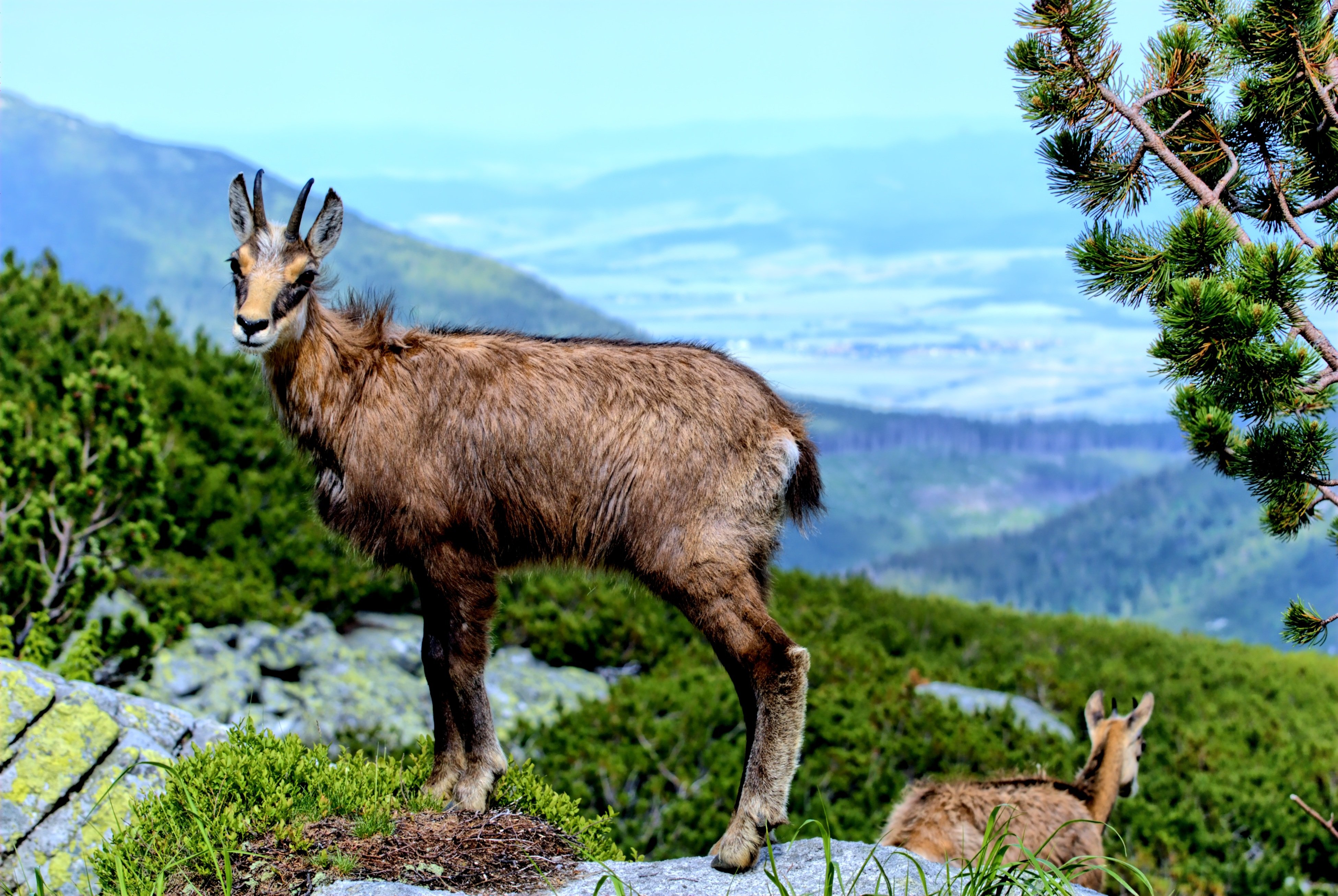Жизнь животных в горах. Альпийская Серна. Серна в субтропиках. Серна Горная коза. Серна кавказский заповедник.