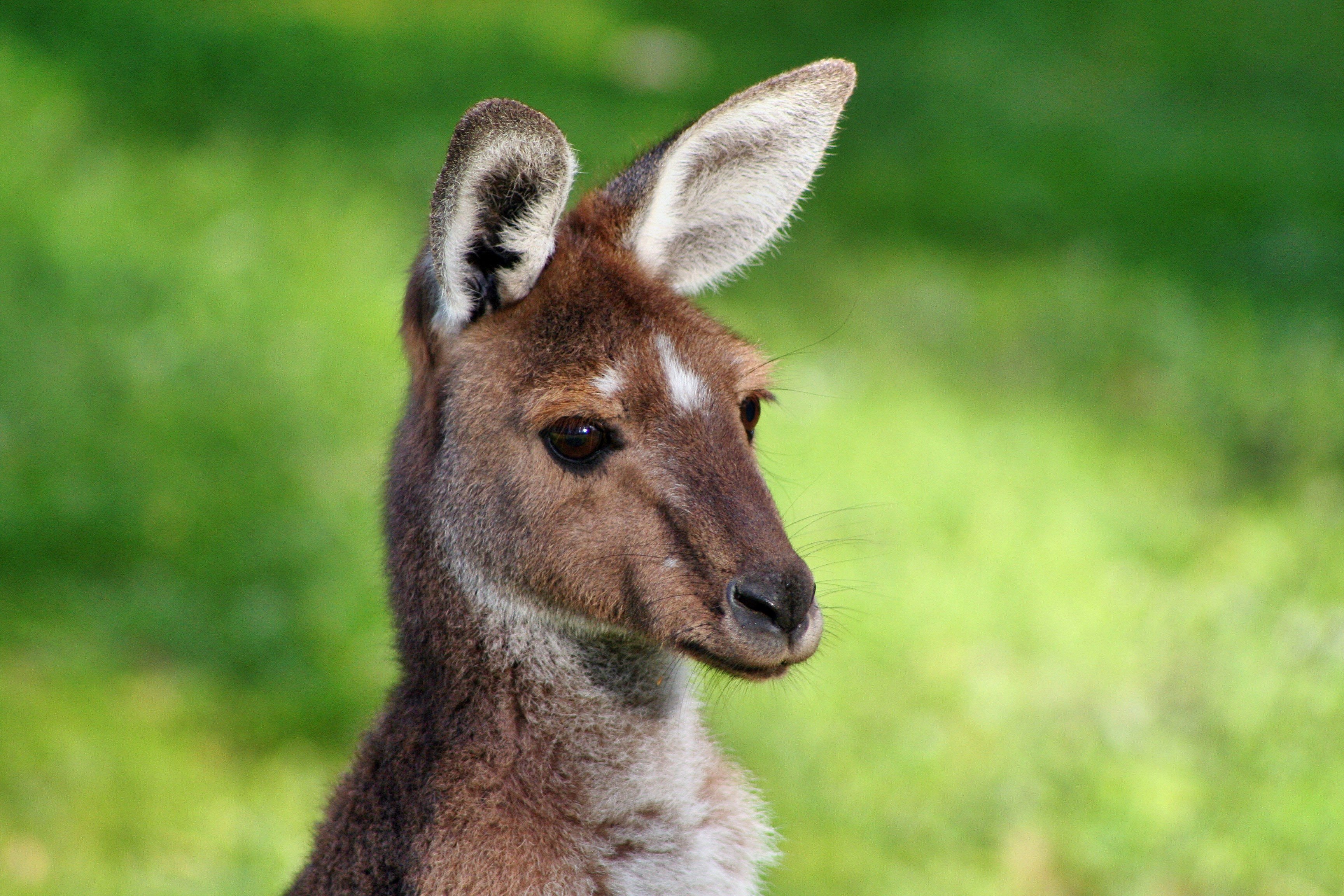 Animals оригинал. Длинноухий кенгуру. Кенгуру в Австралии. Длинноухий кенгуру вымирания. Луннокоготный кенгуру.