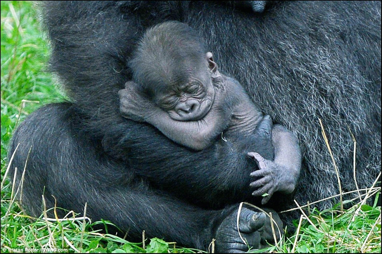 Сколько живут самки. Детеныш гориллы. Горилла и шимпанзе. Западная равнинная горилла детеныш. Обезьян горилла малыш.