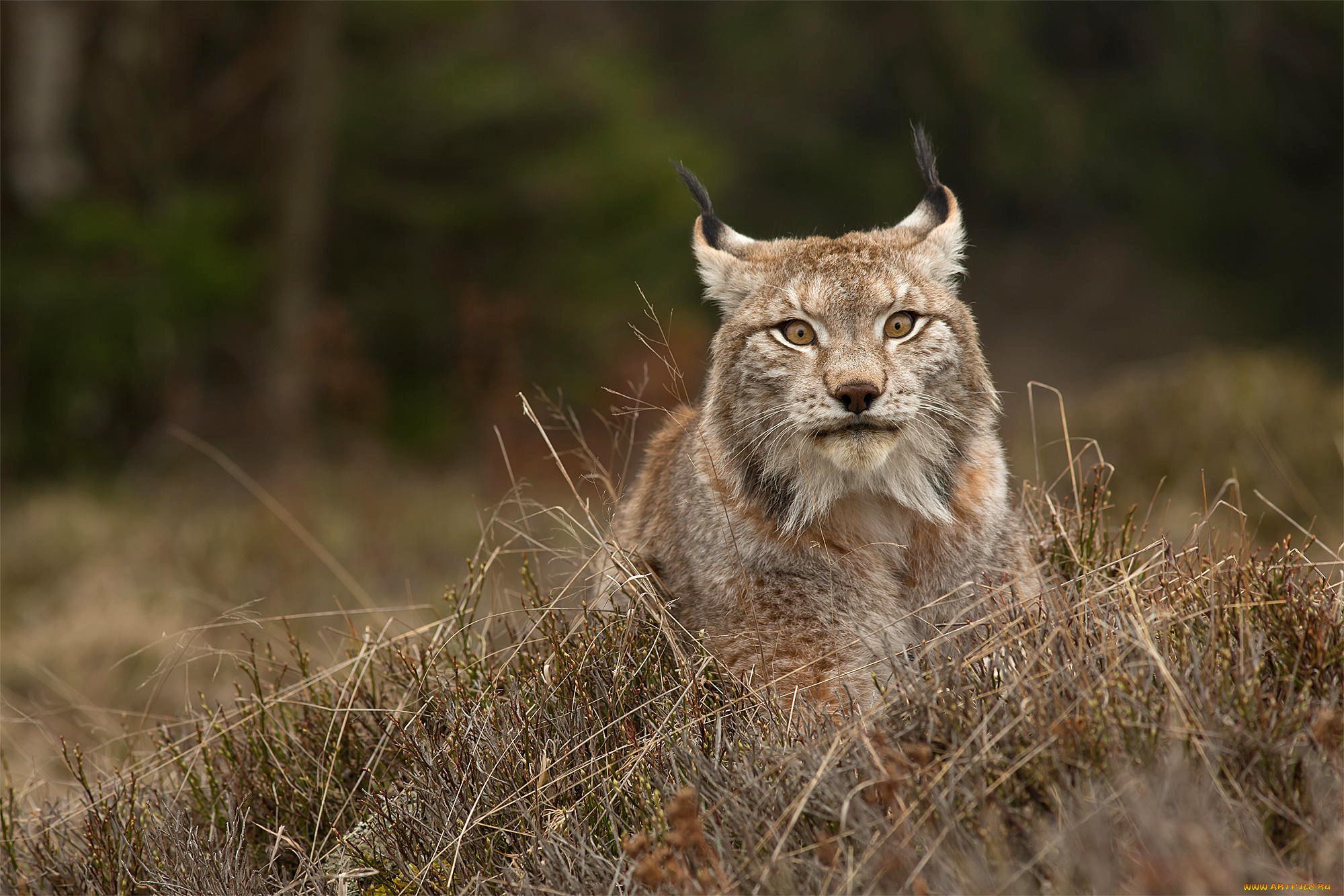 Дикая природа доклад. Рысь Линкс. Рысь (Lynx Lynx) в дикой природе. Обыкновенная Рысь Калужские Засеки. Рысь в Забайкалье.