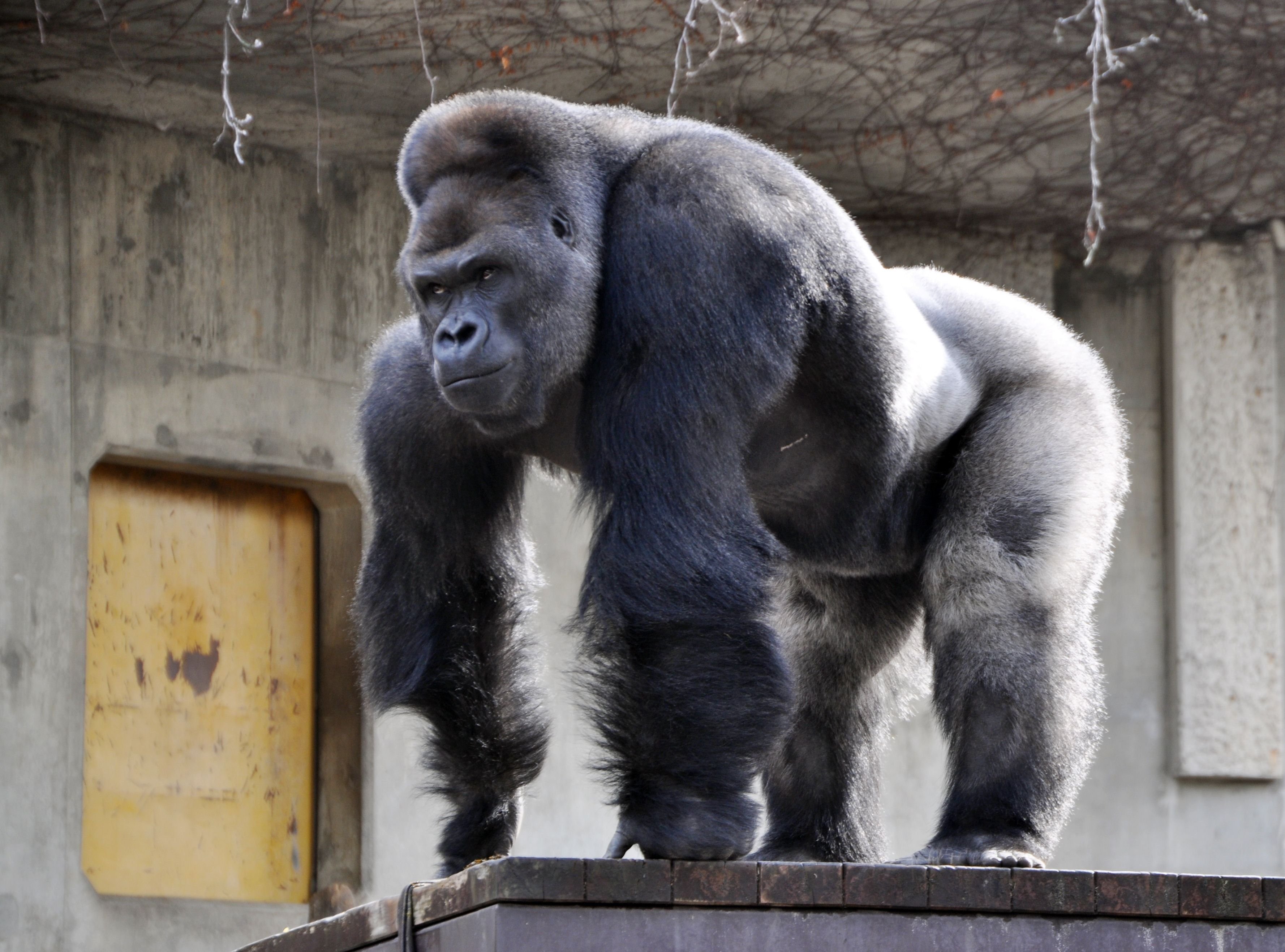 Самое сильное животное. Горилла Шабани. Горилла самец Shabani. Альфа самец шимпанзе. Горилла Шабани рост вес.