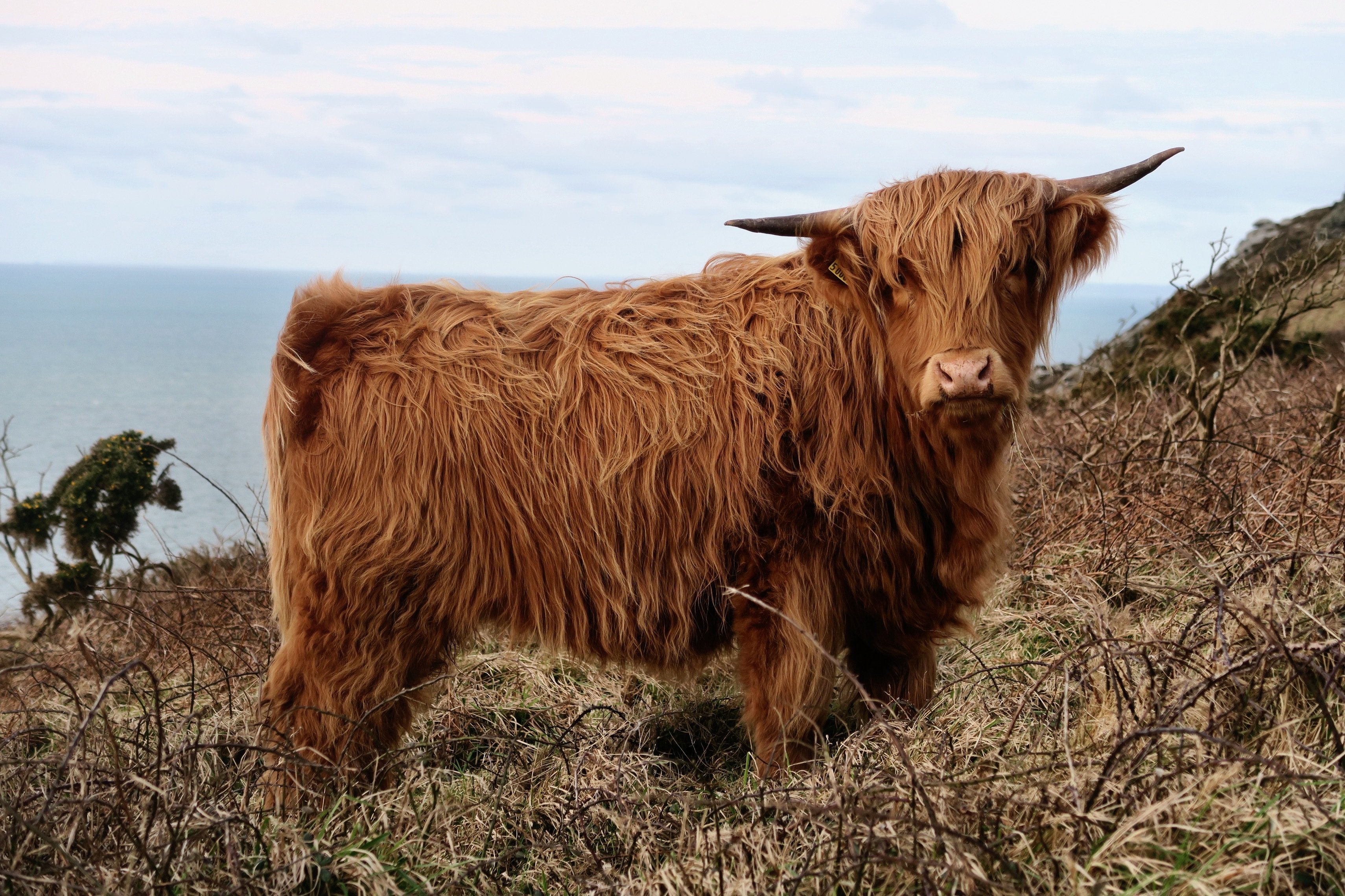 Зверь с длинной шерстью. Шотландский бык хайленд. Хайлендская корова Шотландия. Хайленд бык теленок. Корова хайленд (Highland Cattle).