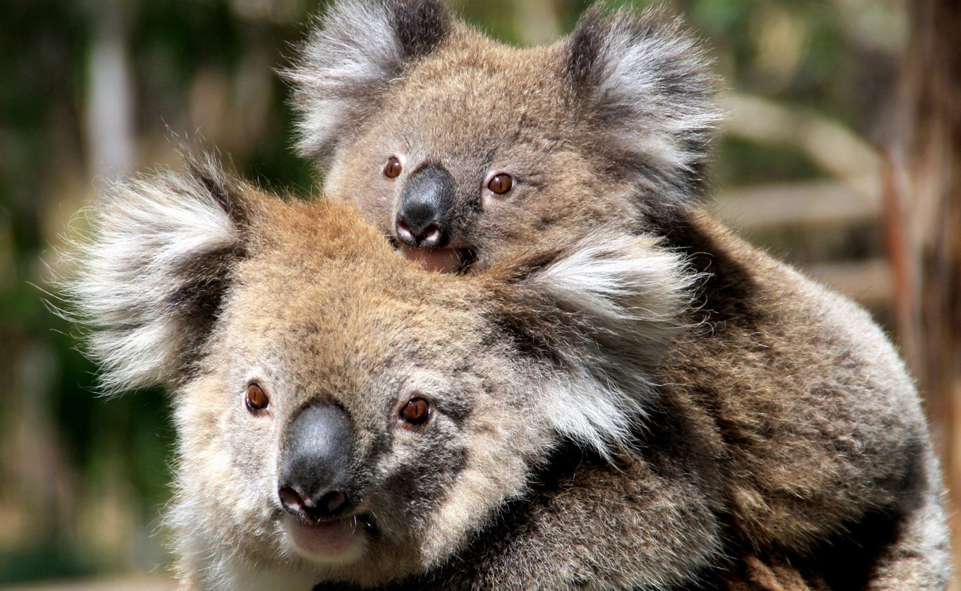 Коала мама. Коала сумчатое. Коала сумчатое животное с детенышем. Тасмания коала. Коала с детенышем фото.