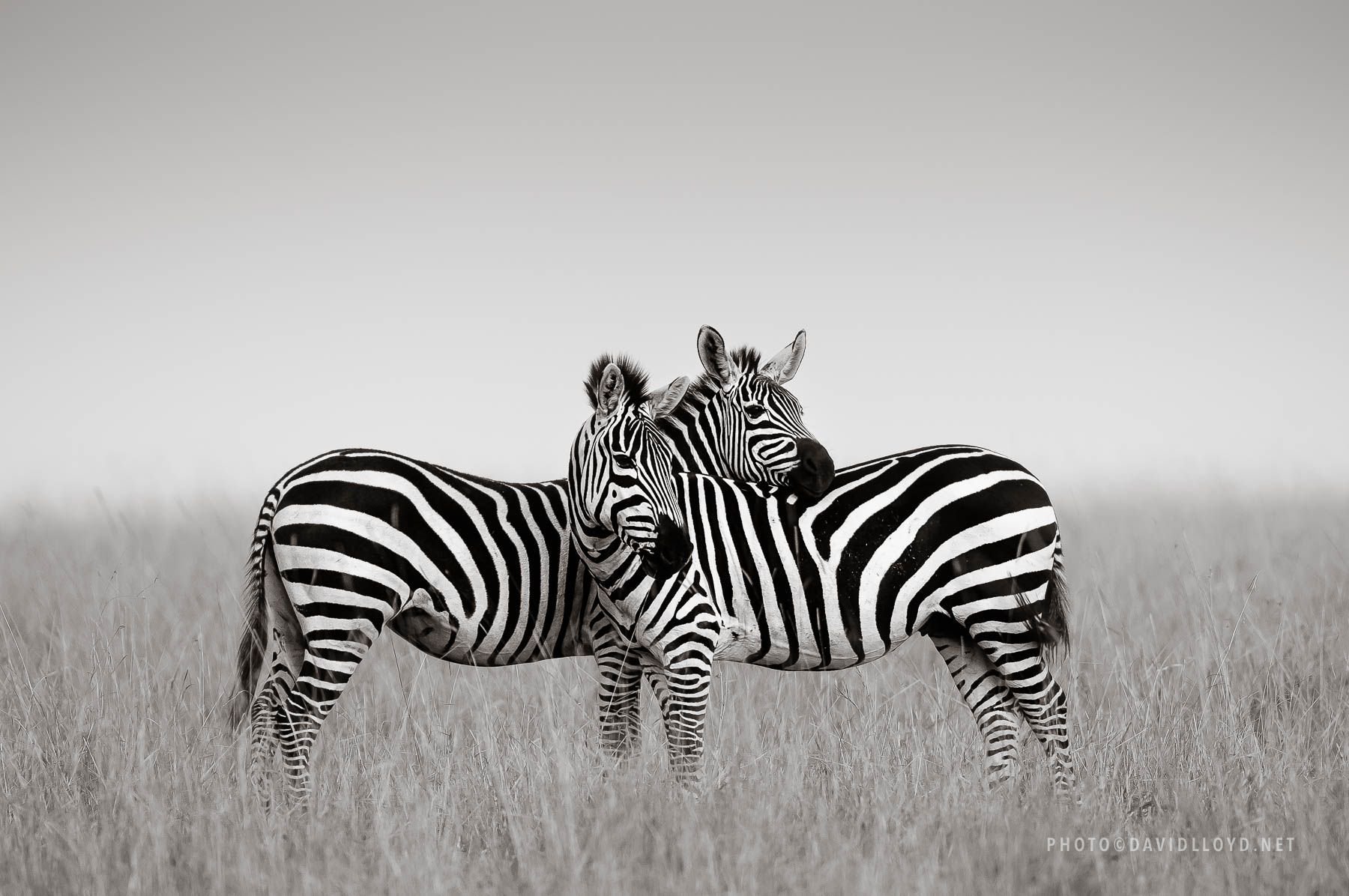 Черно белые звери. Африканские животные. Зебра. Черно белые животные. Животные в черно белом цвете.